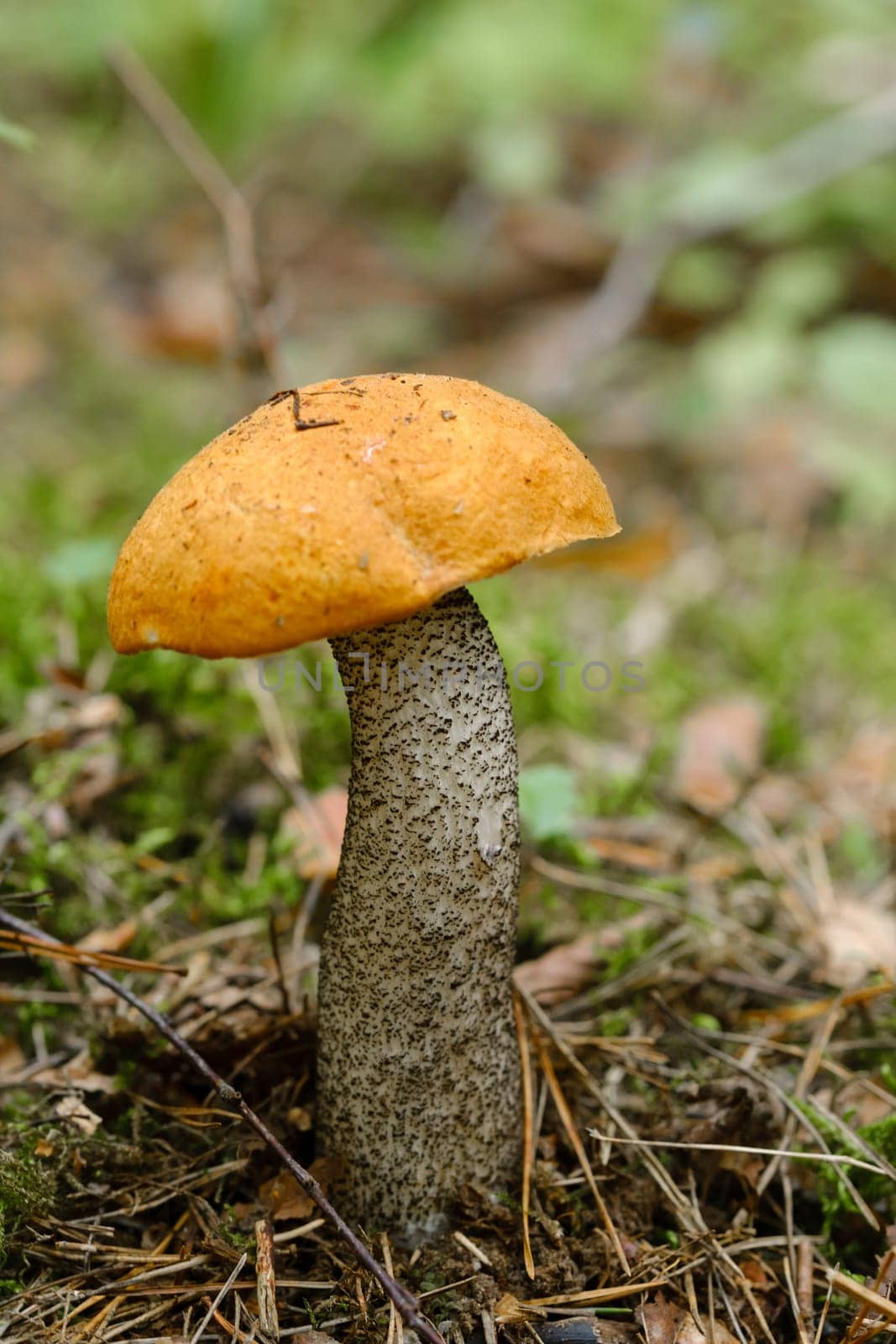 An edible aspen mushroom growing in the forest. Mushrooms in the forest. Mushroom picking.