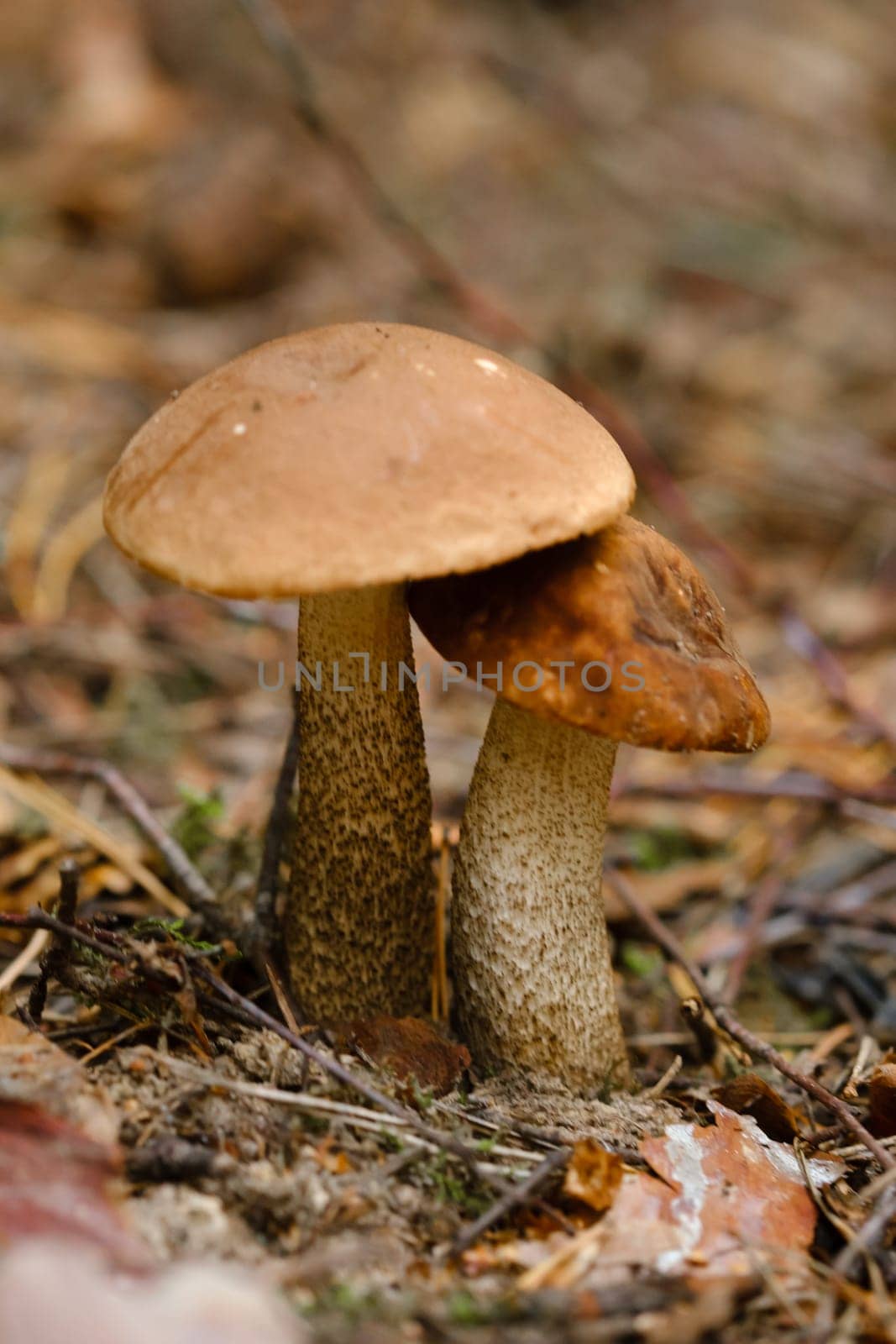In the forest grows a magnificent mushroom podberezovik. Forest mushrooms.