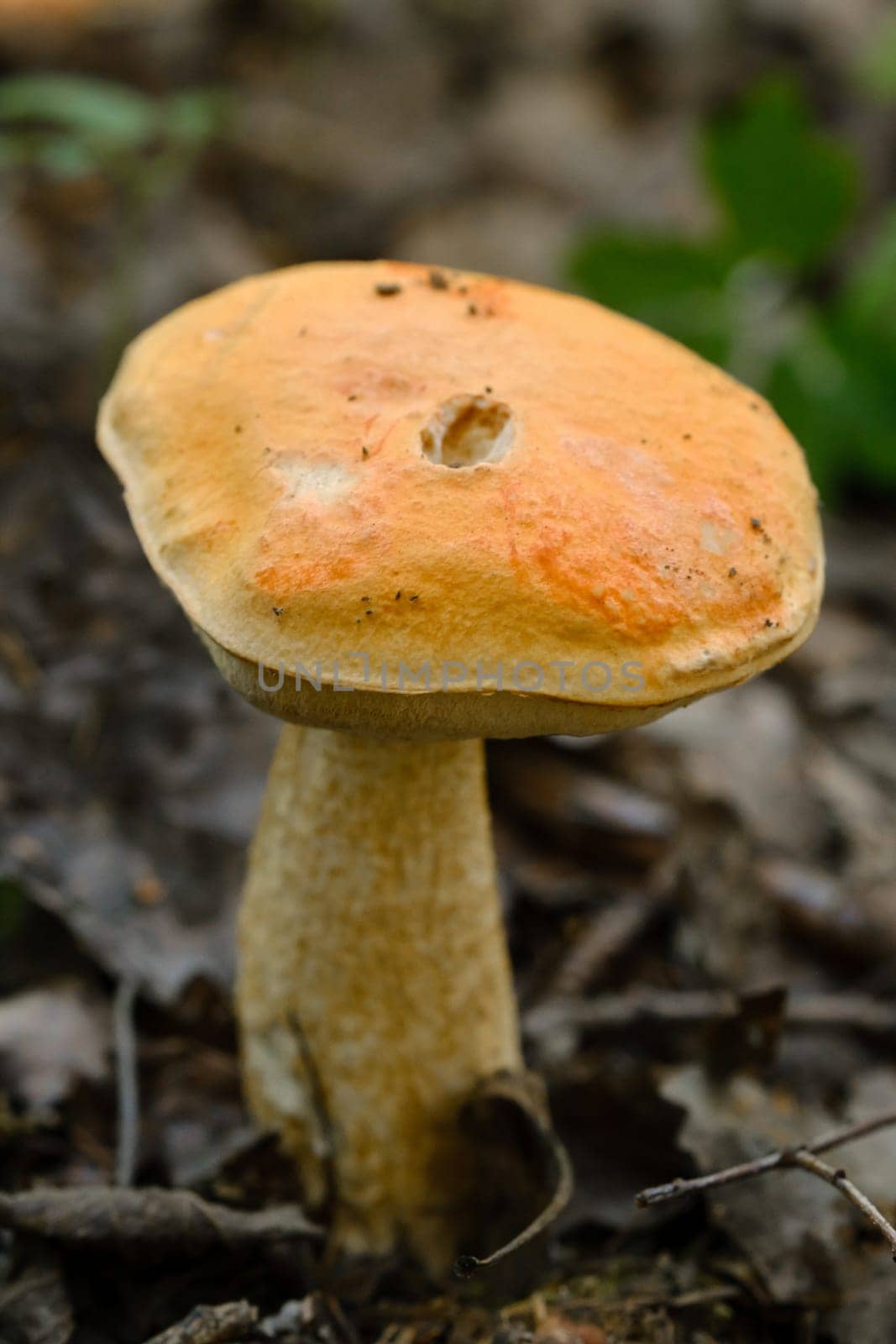 An edible aspen mushroom growing in the forest. Mushrooms in the forest. Mushroom picking.