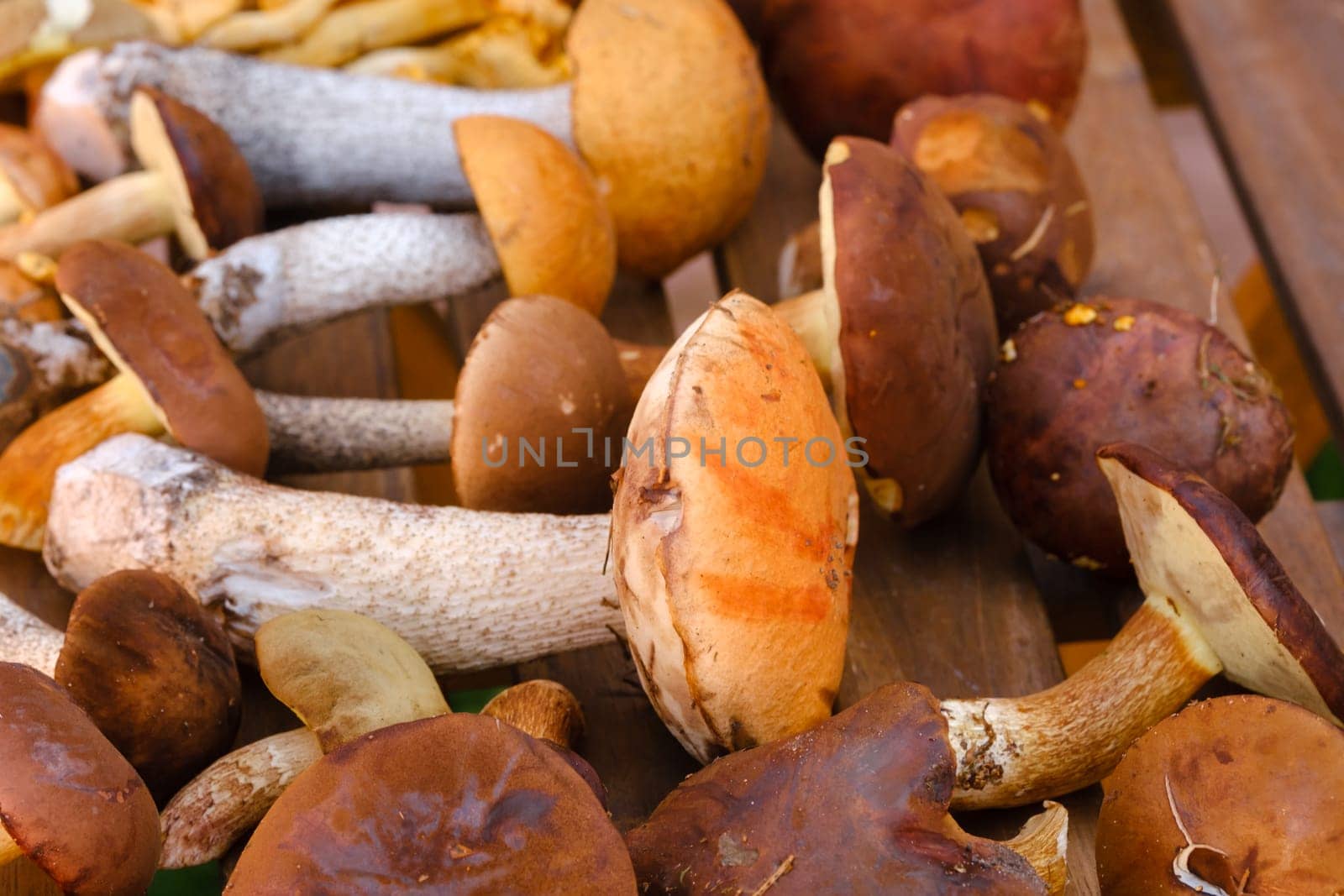 There are a lot of wild mushrooms on the table , aspen and blackberries . Mushrooms in the forest. Mushroom picking.