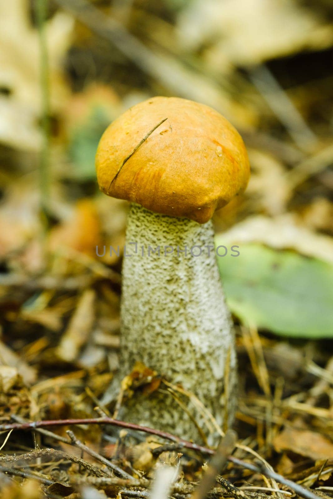 An edible aspen mushroom growing in the forest. Mushrooms in the forest. Mushroom picking.