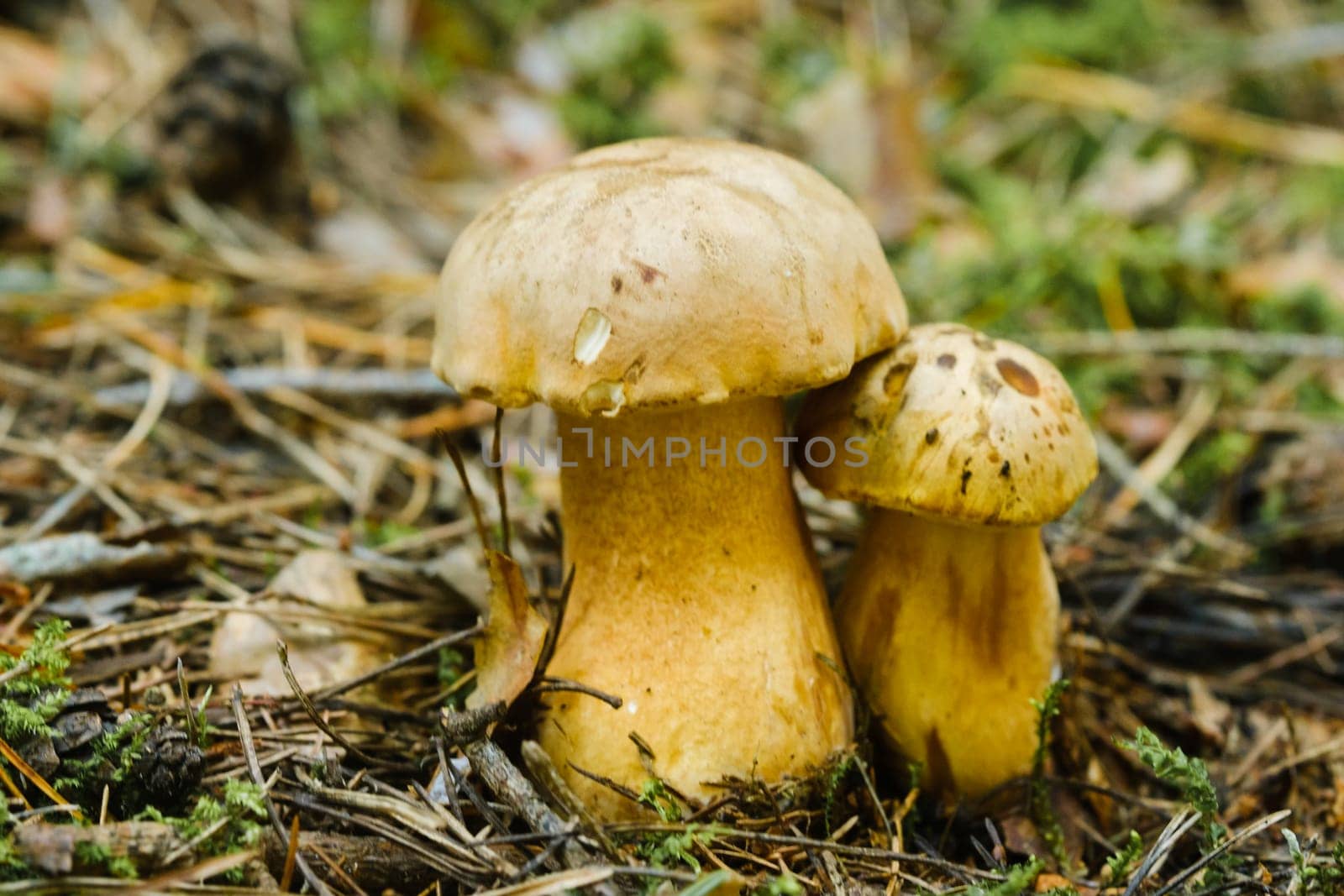 Gorchak mushroom in the forest, close-up. inedible false boletus mushroom.