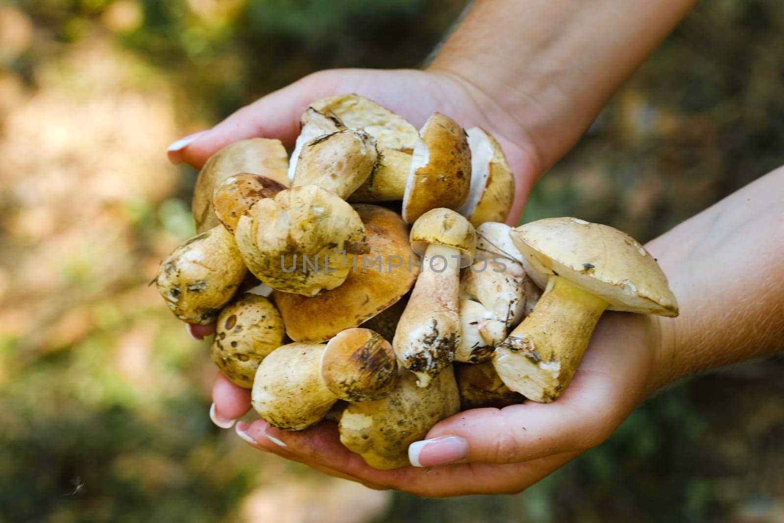 A lot of mustard mushrooms lying in your hands , close-up. inedible false white mushroom.