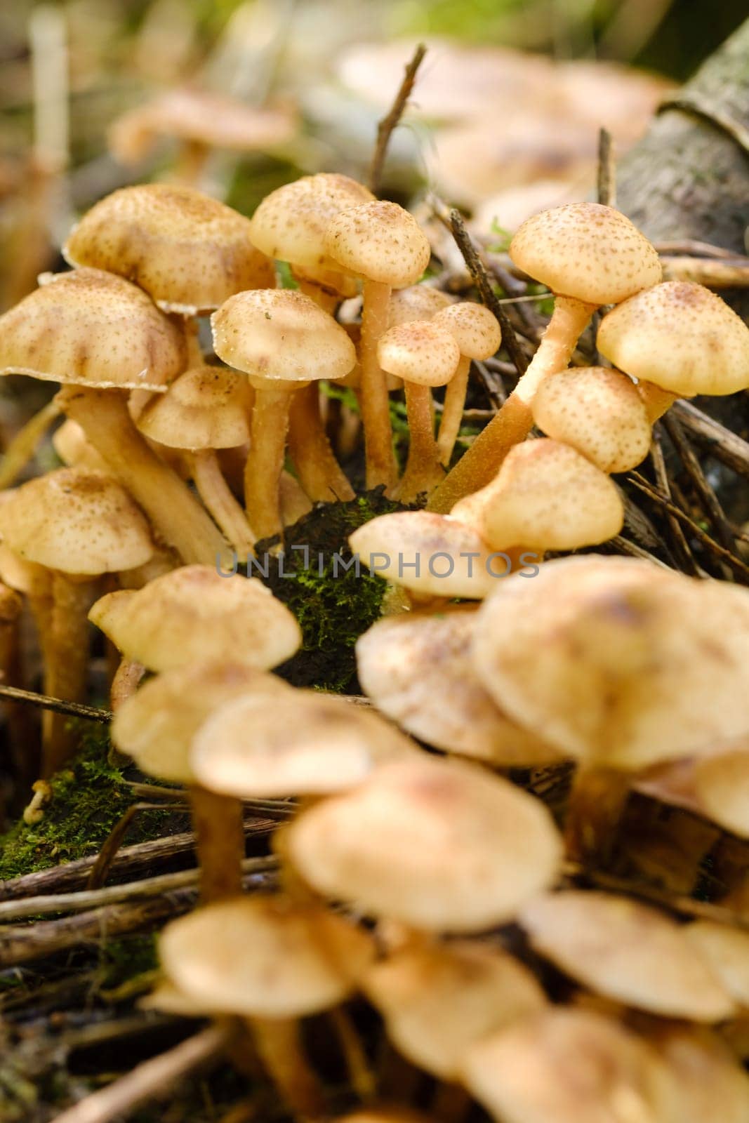 Forest edible mushrooms, honey mushrooms, grow in the forest on an old tree.