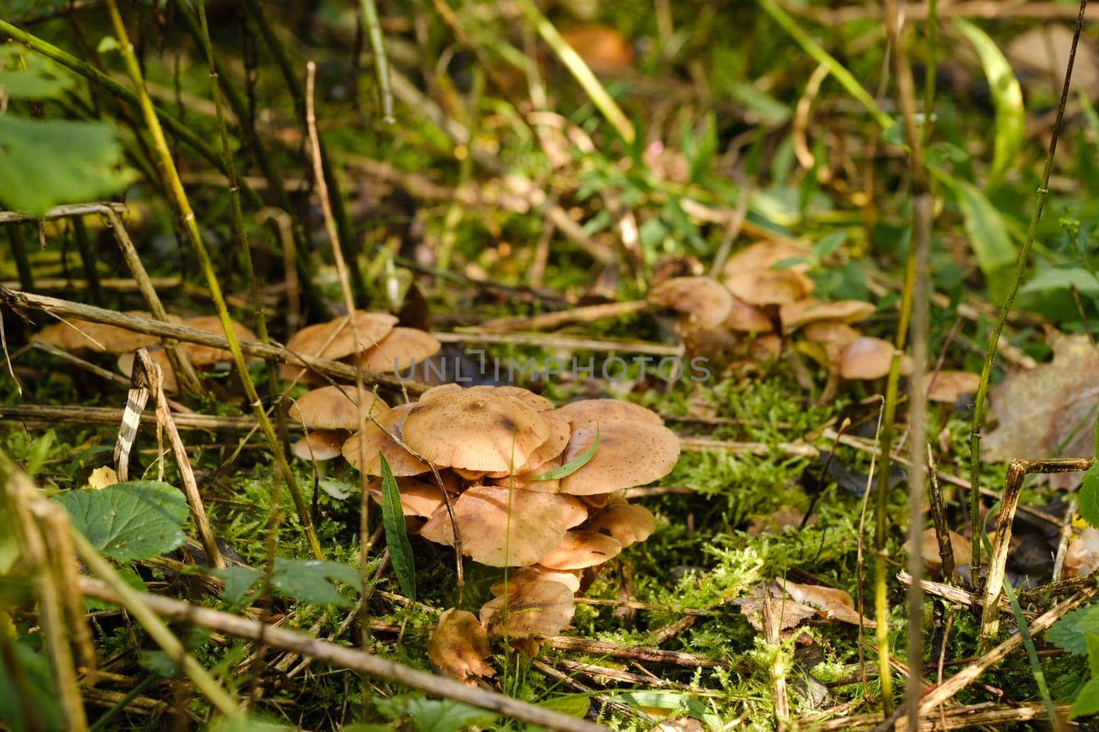 Forest edible mushrooms, honey mushrooms, grow in the forest on an old tree.