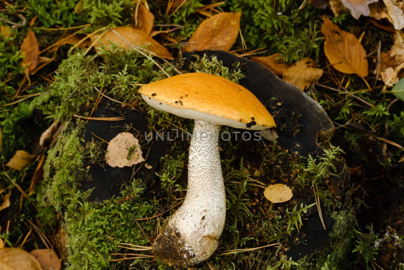 A large aspen mushroom with an orange cap grows in the autumn forest. Mushrooms in the forest. Mushroom picking.