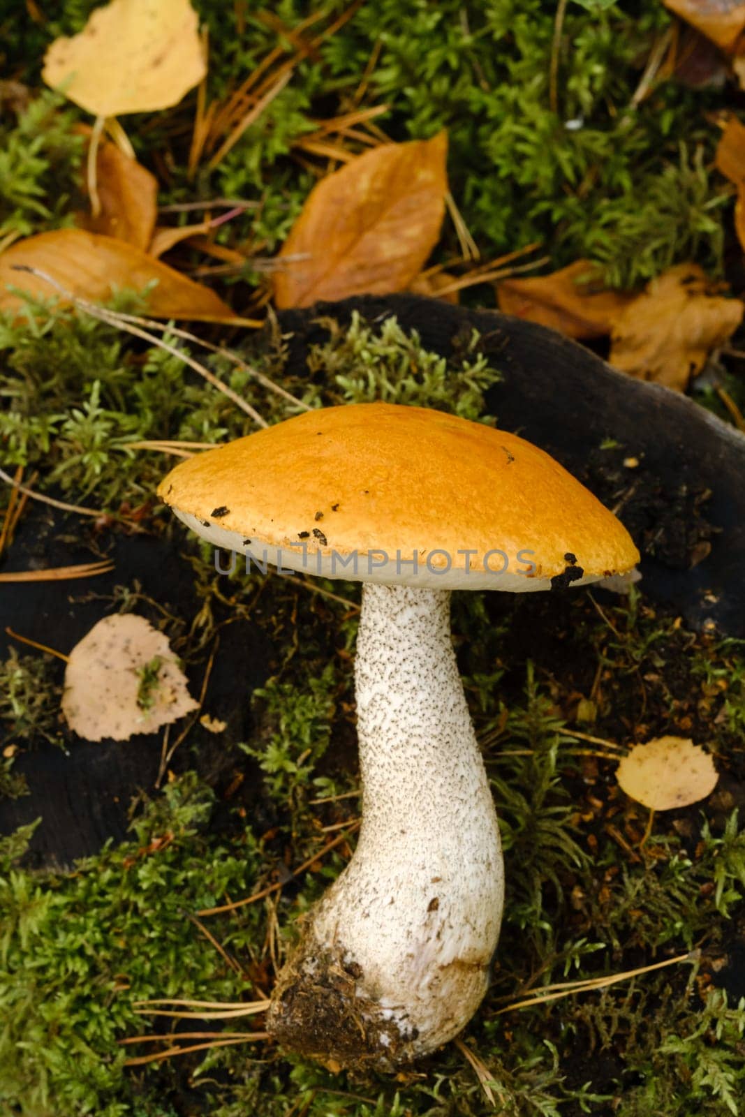 A large aspen mushroom with an orange cap grows in the autumn forest. Mushrooms in the forest. Mushroom picking.