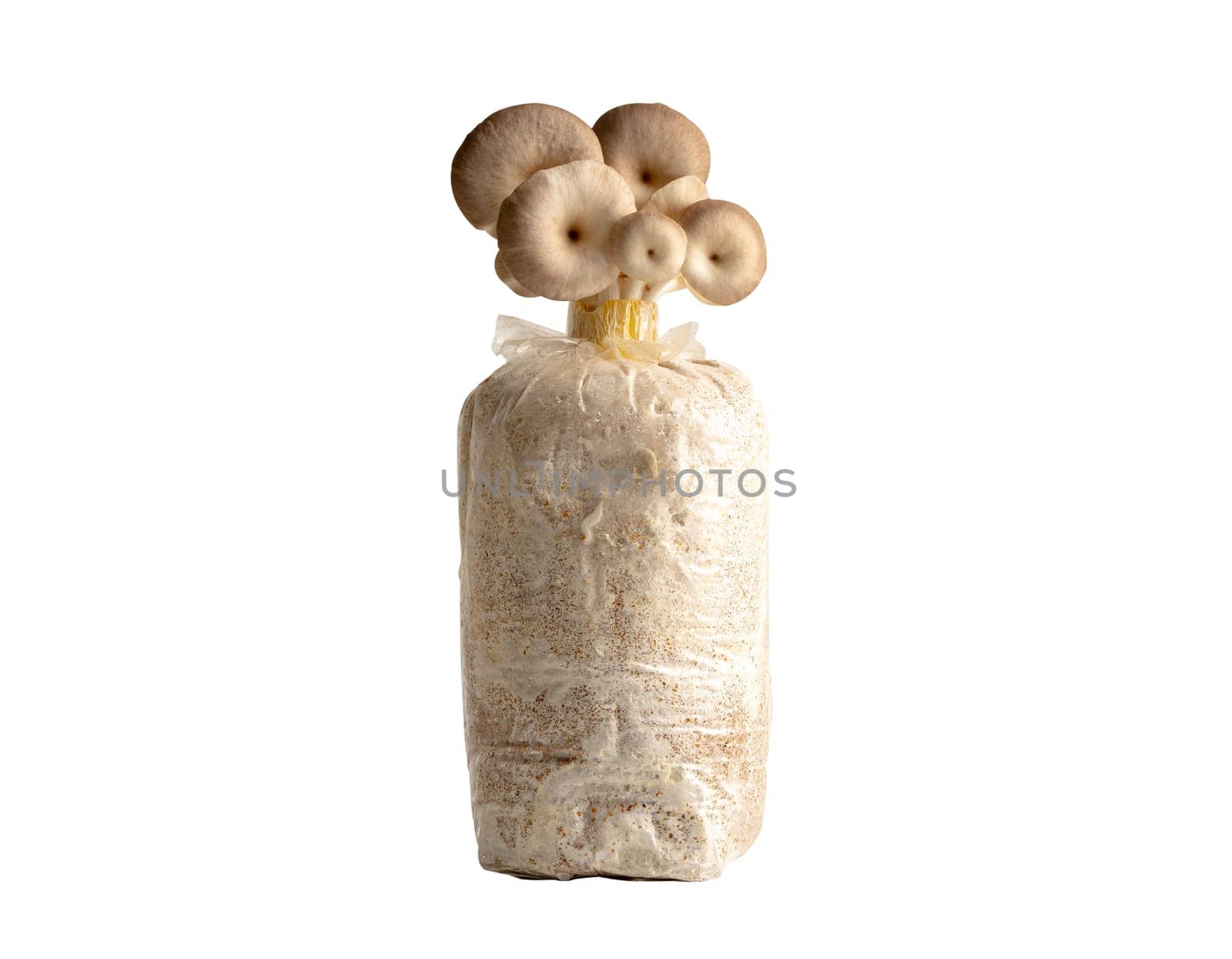 Mushroom cultivation, Indian Oyster, Phoenix Mushroom, Lung Oyster on soil in plastic bag isolated on white background with clipping path. by pamai