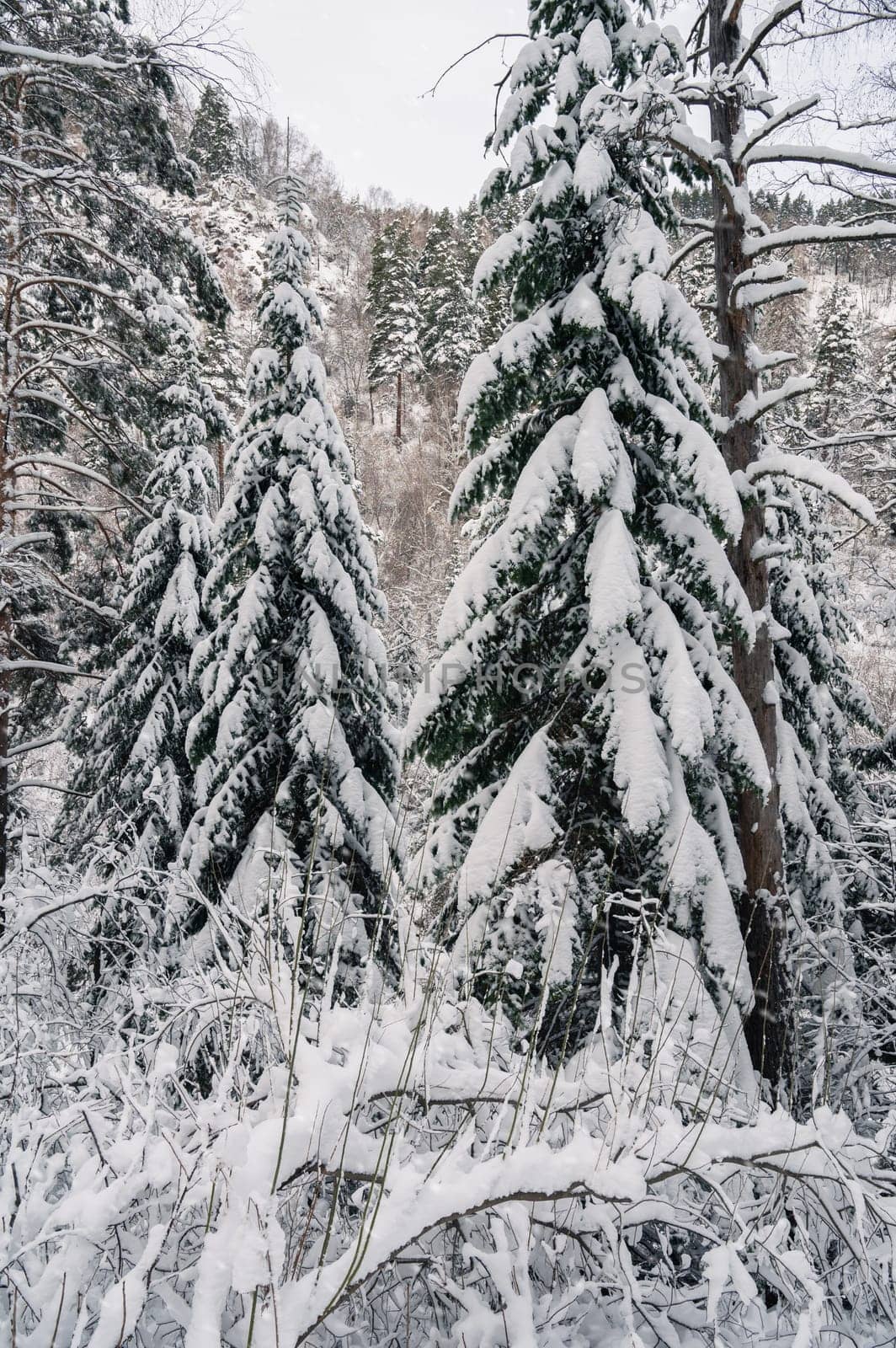 Beauty winter landscape with fair trees under the snow.