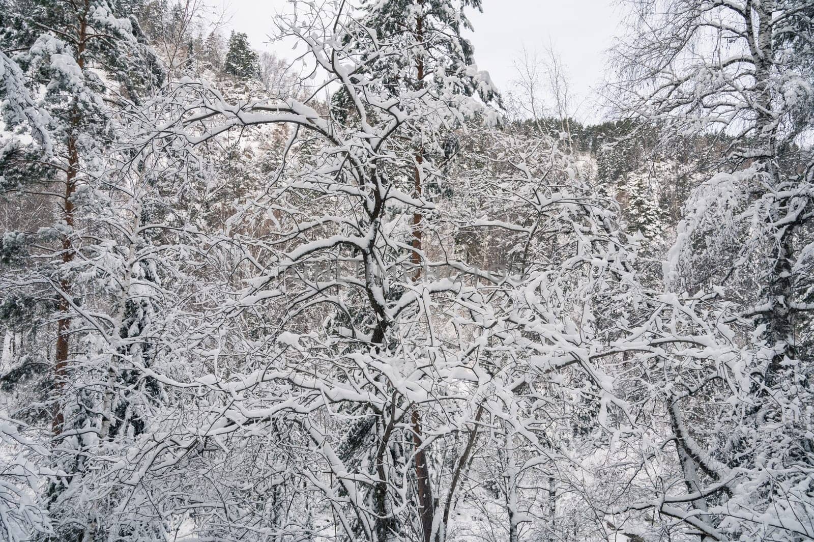 Beauty winter landscape with fair trees under the snow.