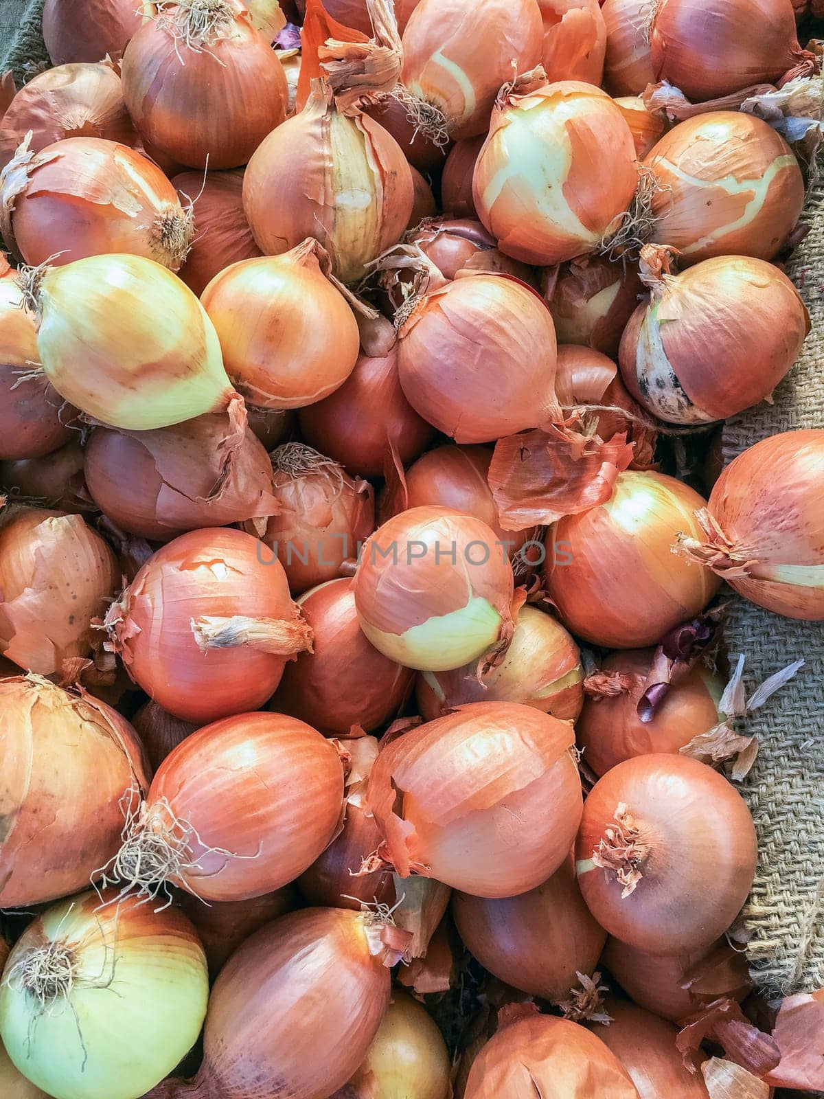 Fresh onions background by germanopoli