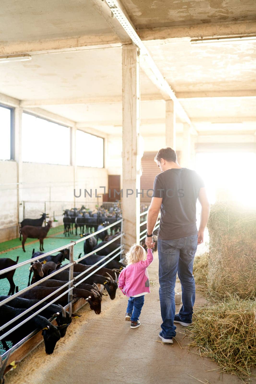 Father and a little girl walk holding hands through a farm past grain-eating goats. Back view by Nadtochiy