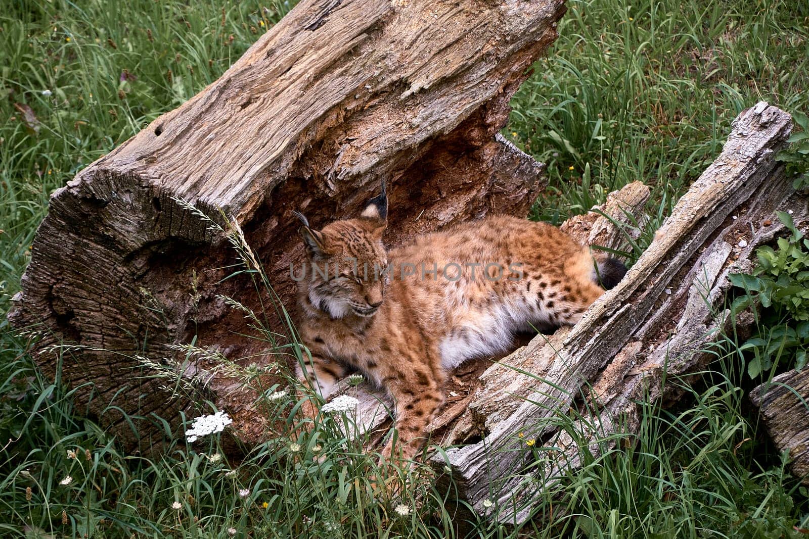 A lone lynx lying on a broken tree trunk by raul_ruiz