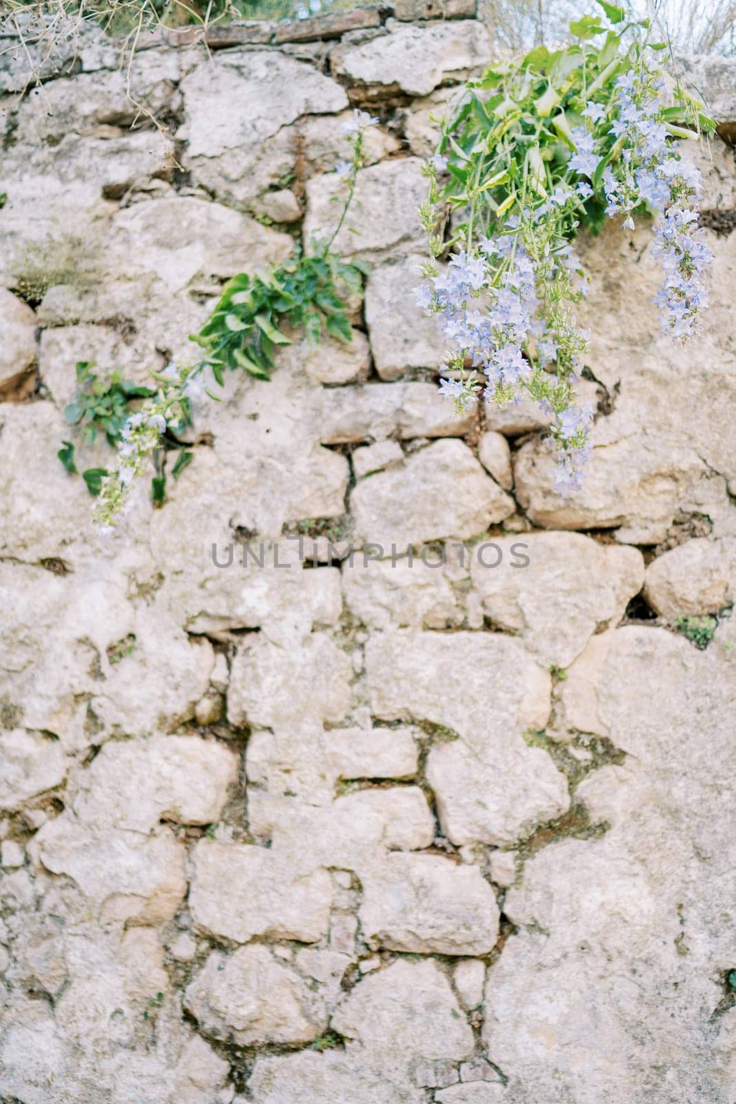 Blue flowers growing on a steep stone ancient wall. High quality photo