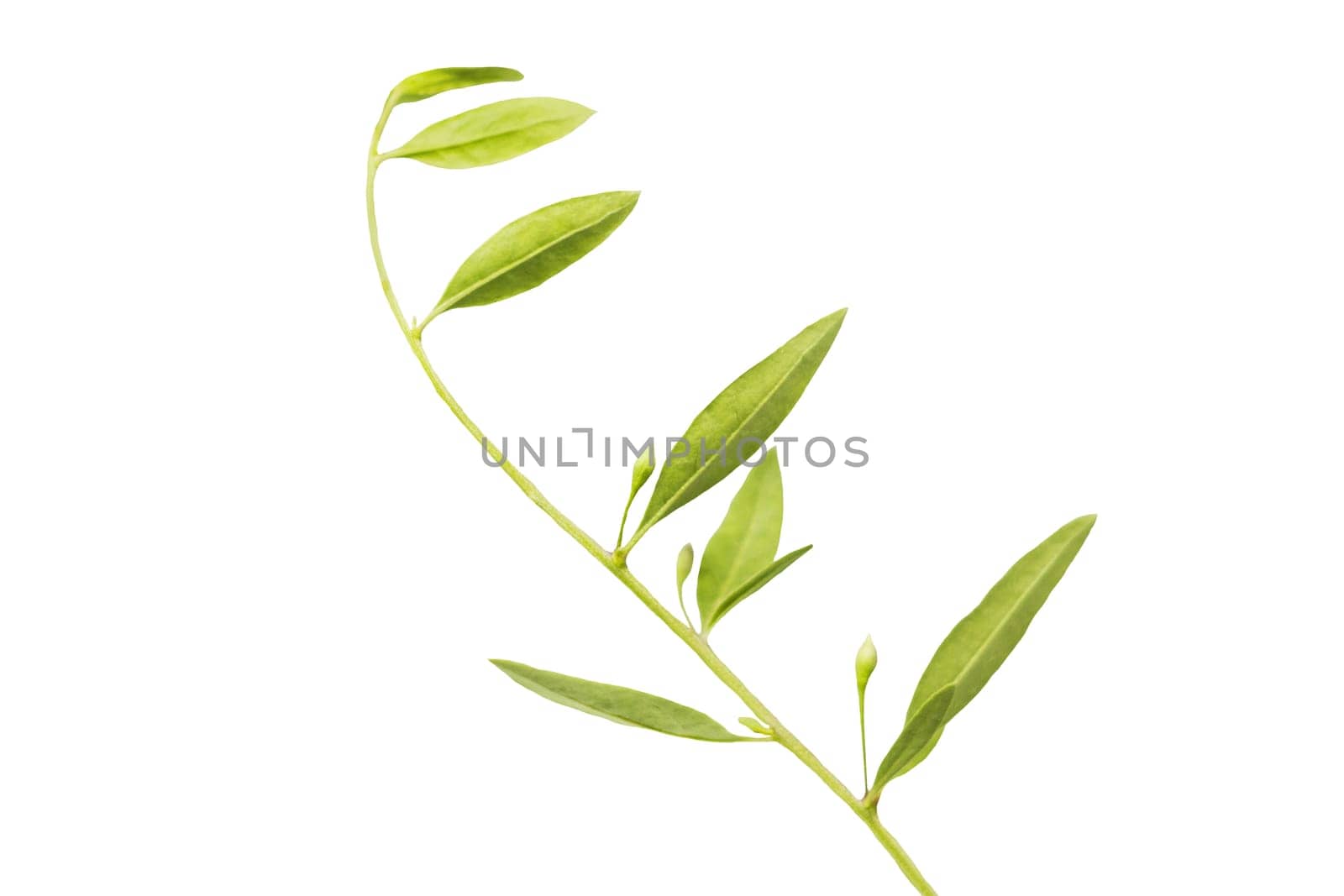 olive branch isolated on white, symbols