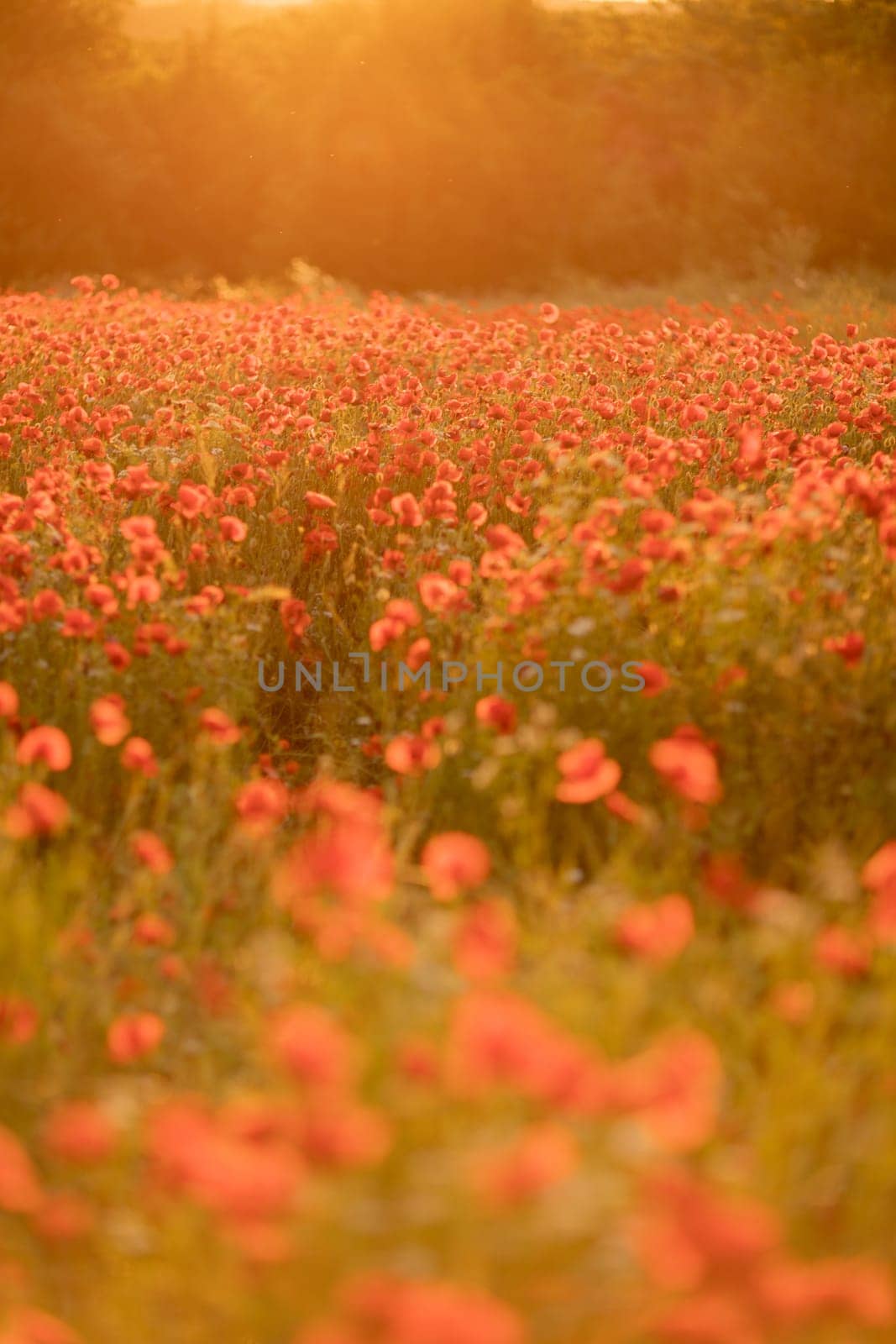 Field poppies sunset light banner. Red poppies flowers bloom in meadow. Concept nature, environment, ecosystem