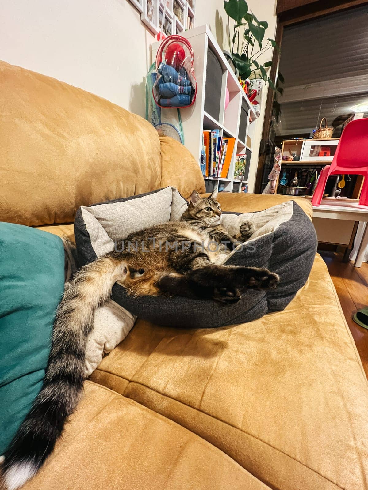 Tabby cat lies on a soft bed on the sofa by Nadtochiy