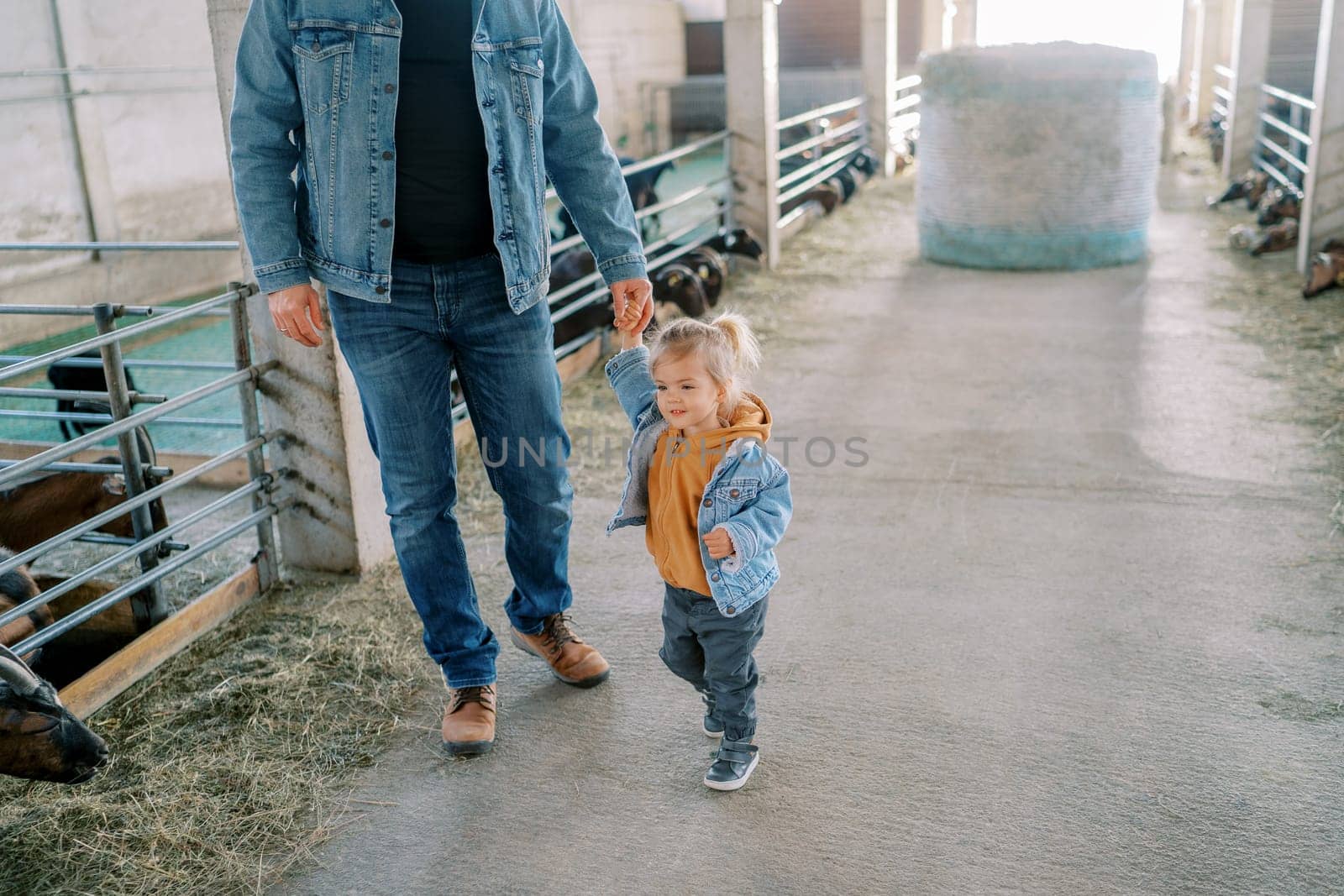 Little smiling girl walks through the farm, holding her father hand, towards the eating goats. Cropped by Nadtochiy