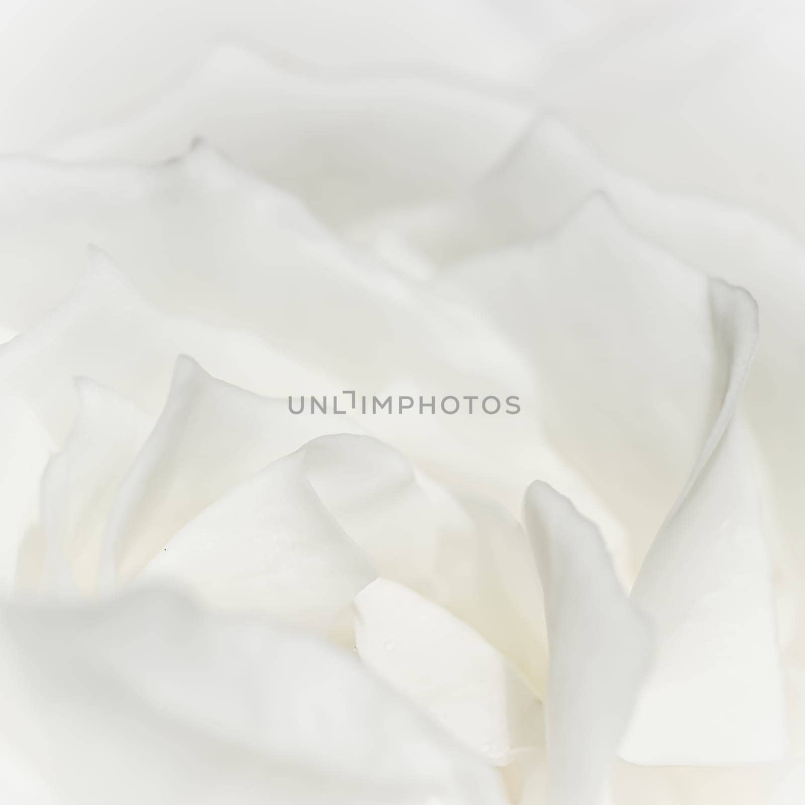 Abstract floral background, white rose flower petals by Olayola