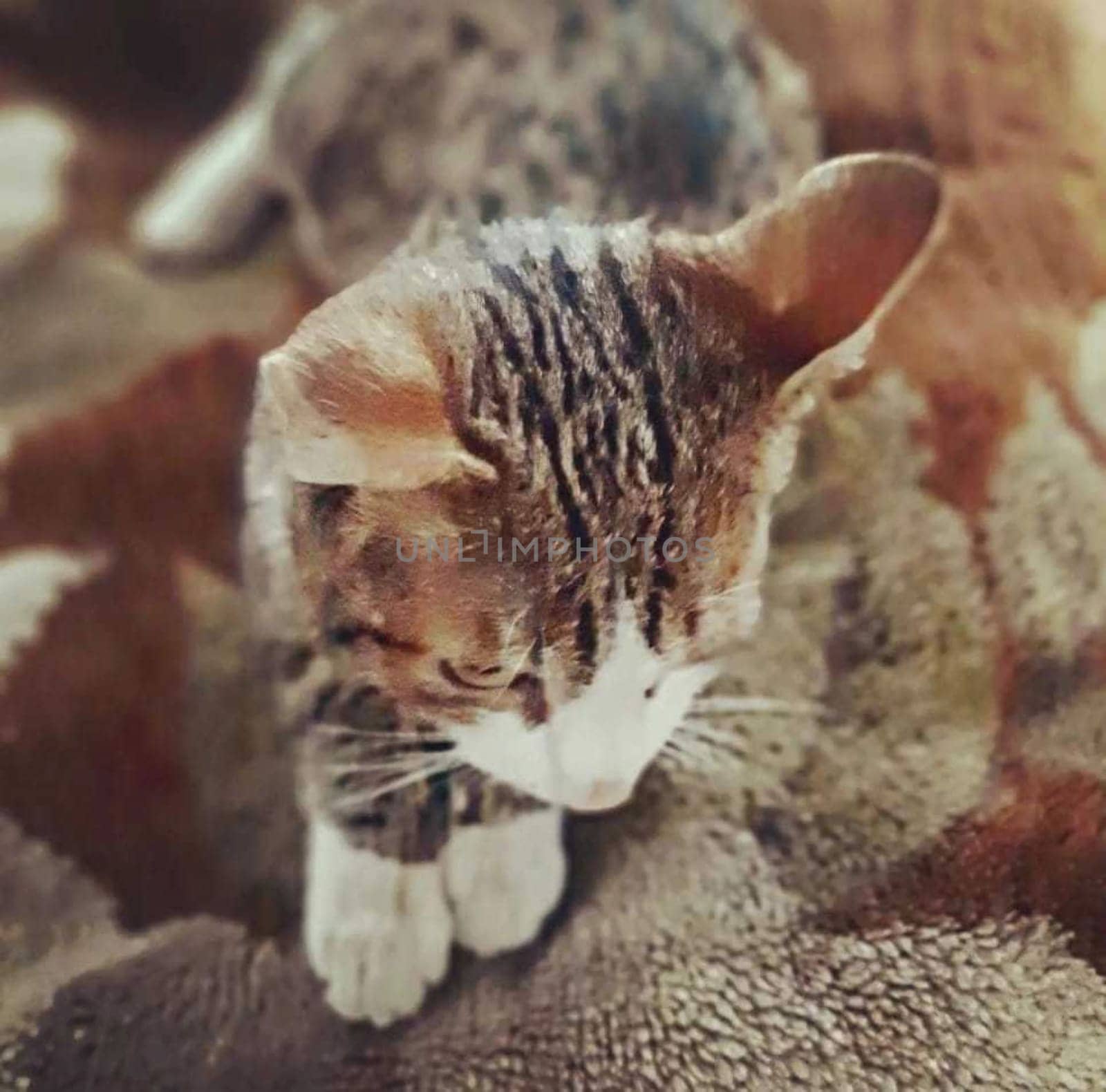 cat striped on a brown background. High quality photo.