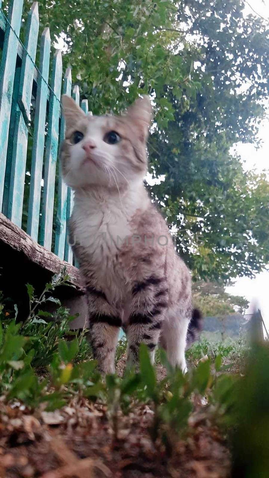 Gray cat in an nature background outside. High quality photo for social network.