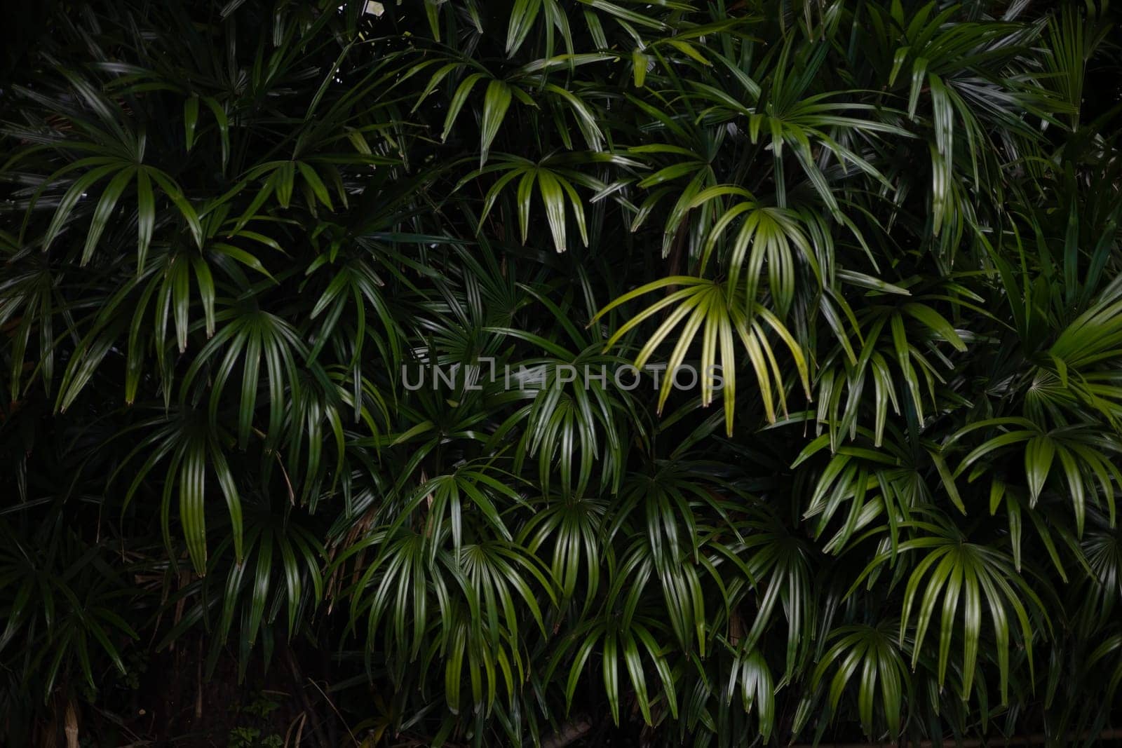 Palm Leaf Background by urzine