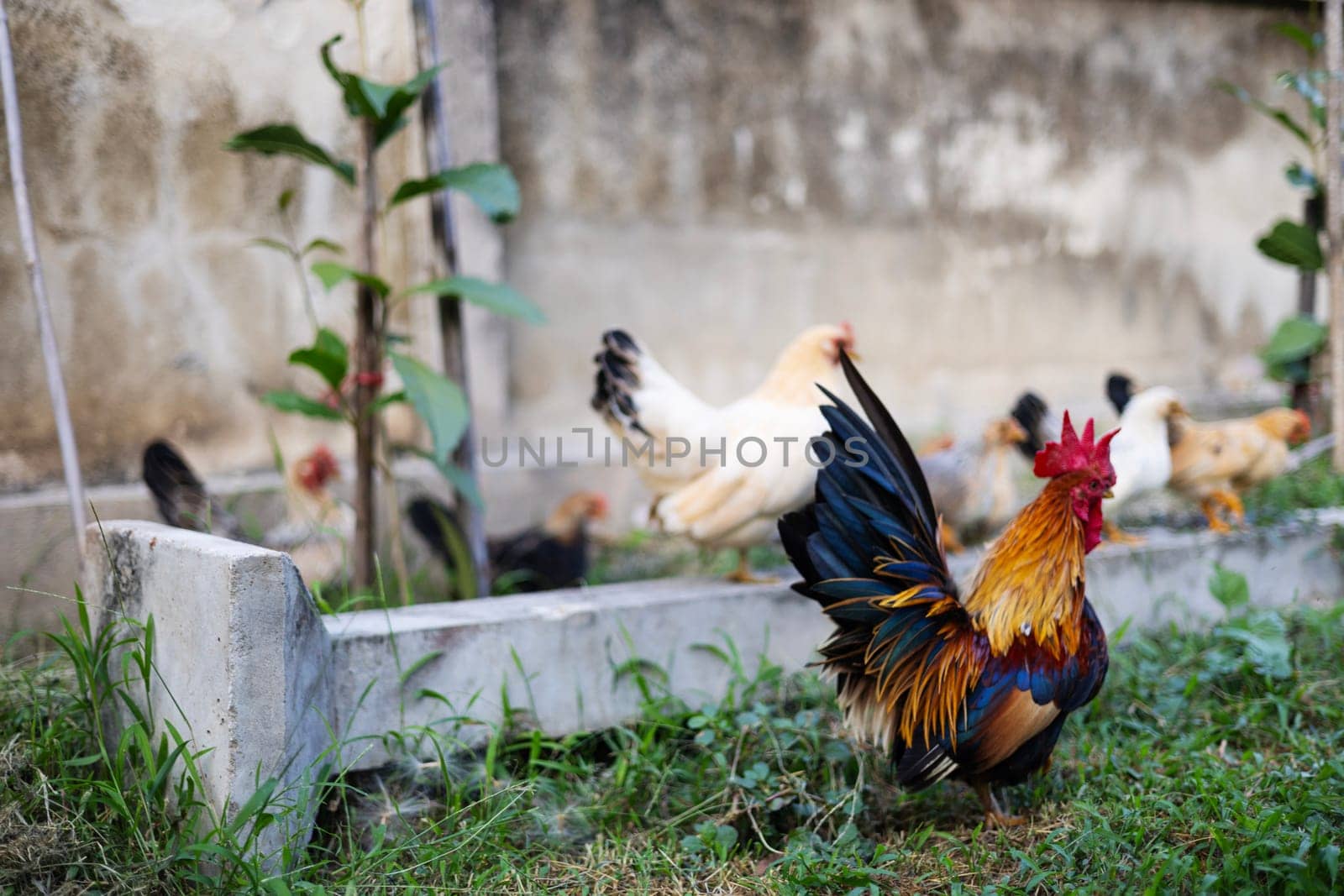 Chickens and rooster on a farm. Rooster and chickens grazing in the chicken farm. Rooster and his hen. Colorful rooster and chickens.