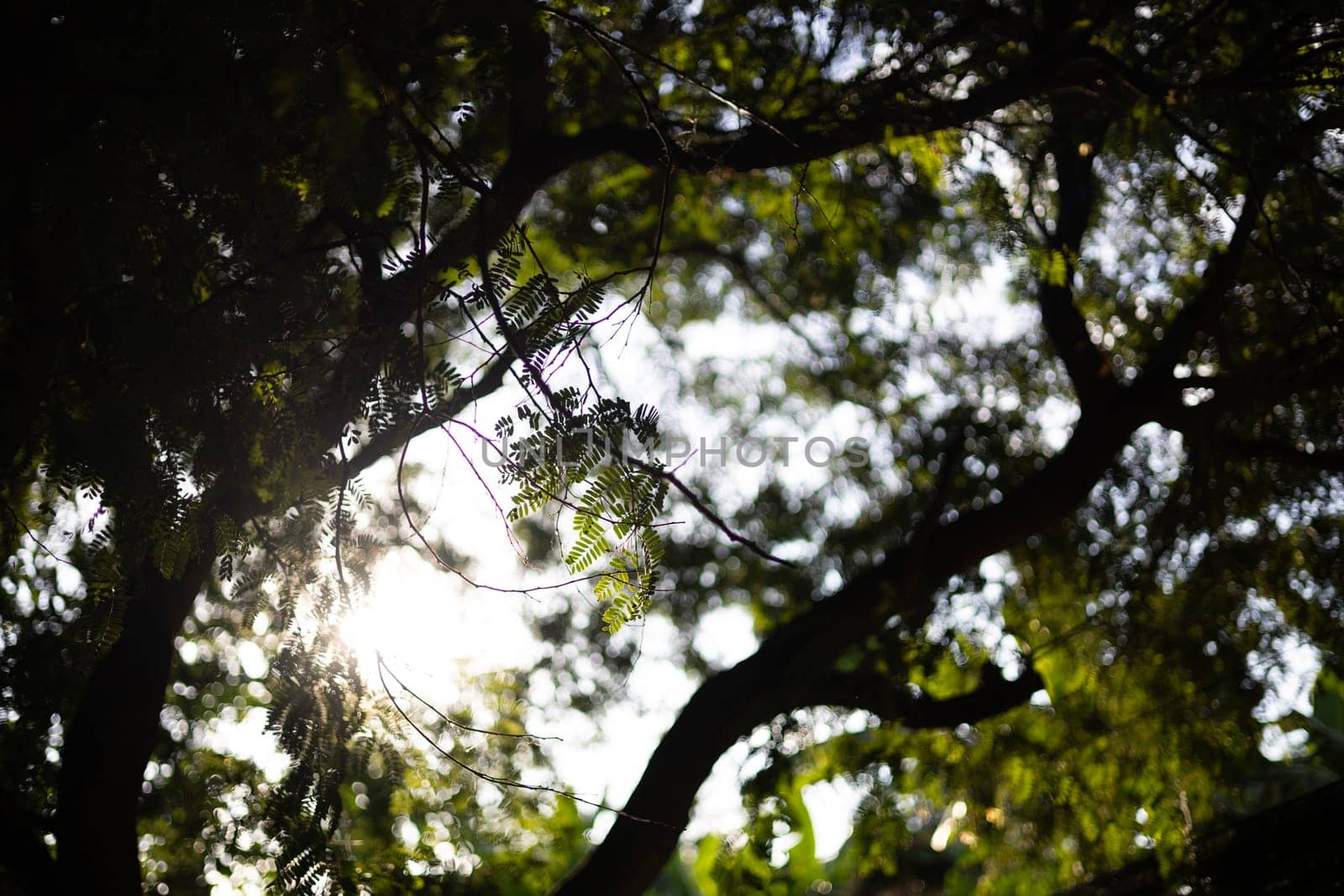 Silhouette Of Tamarind Tree by urzine