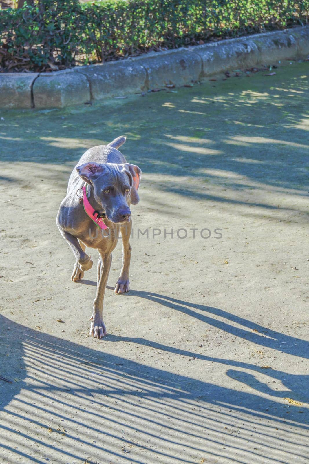 Weimaraner hunting dog illuminated by the sun in a park in hunting stance