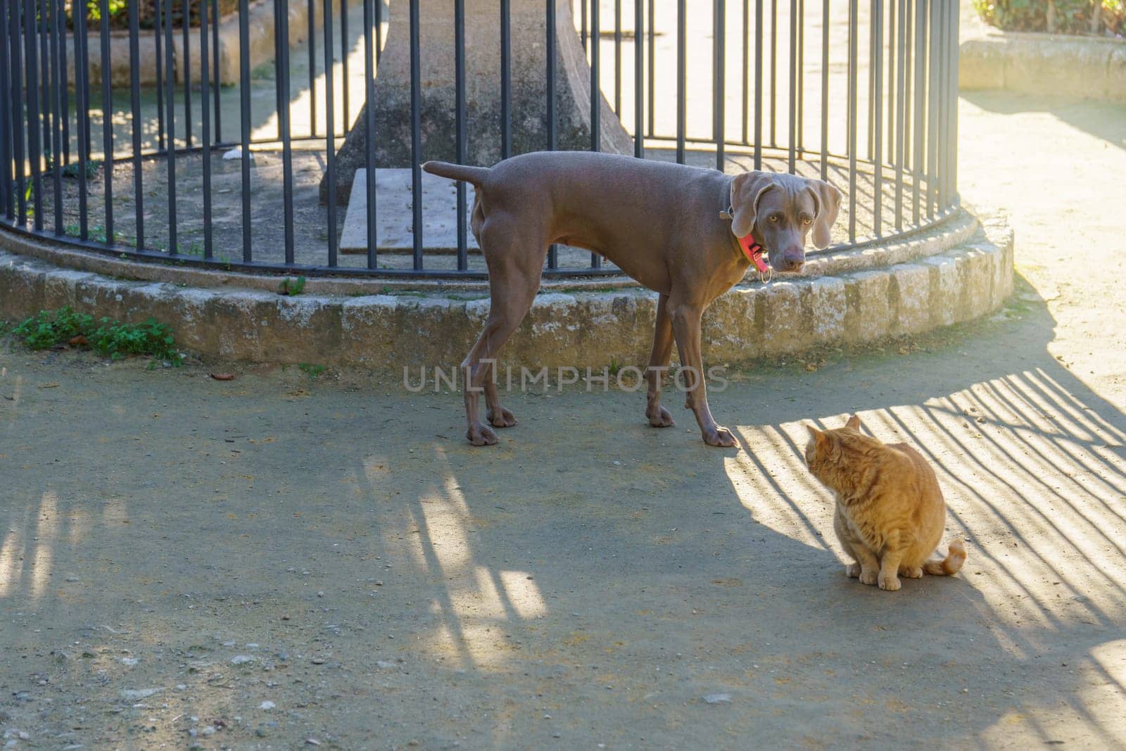 hunting dog Weimaraner breed playing with a cat by joseantona