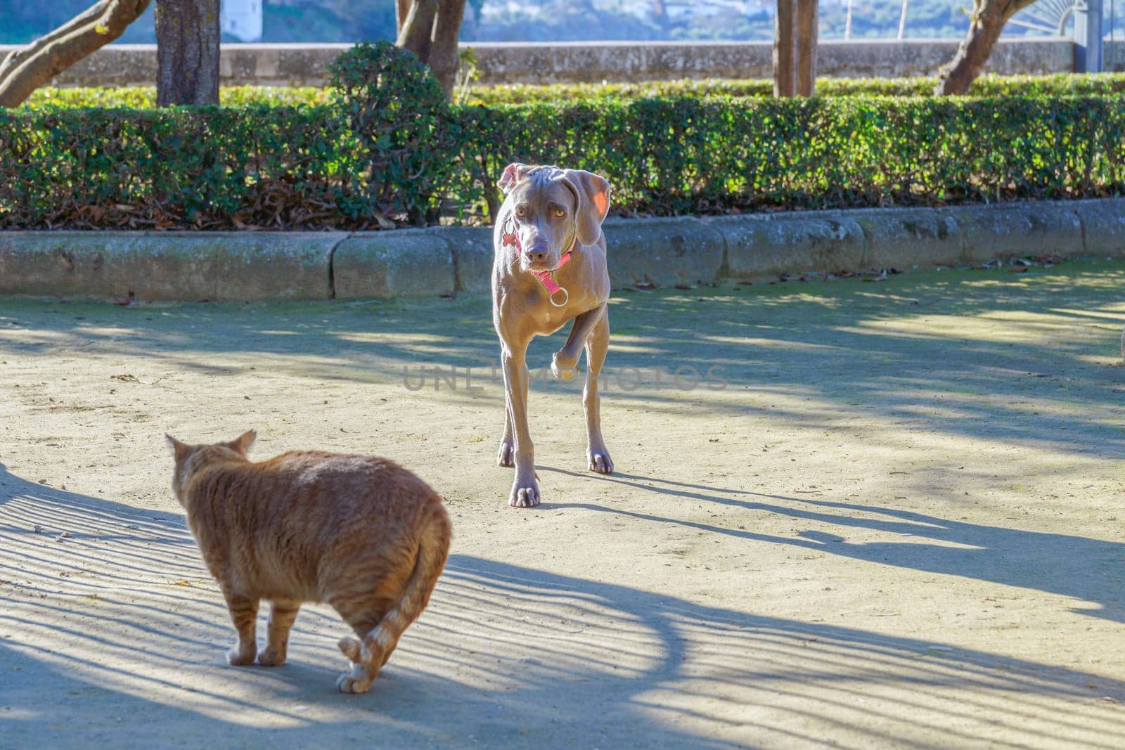 beautiful hunting dog Weimaraner breed playing with his cat friend in a park