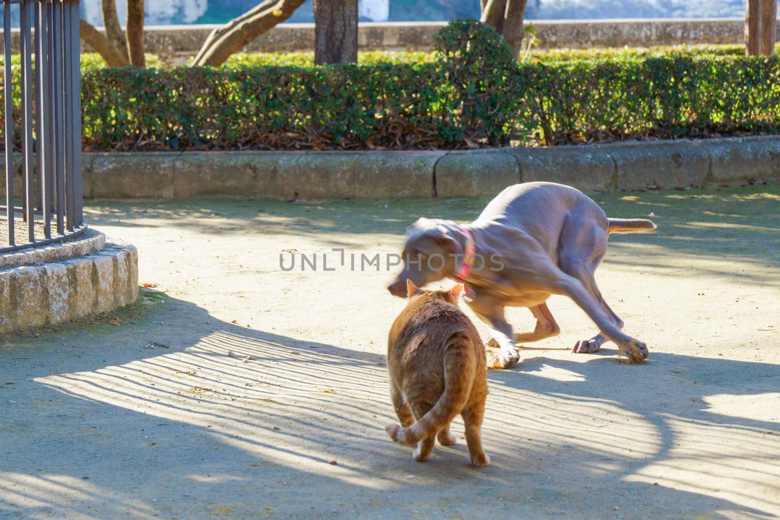 Weimaraner hunting dog fleeing in fear of a cat attack in a park