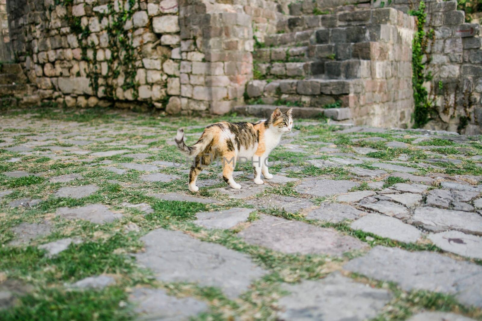 Homeless cat walking outdoor. Calico cat or tricolor cat face in the detail shot. Tortoiseshell cat has three colors: white, black and orange