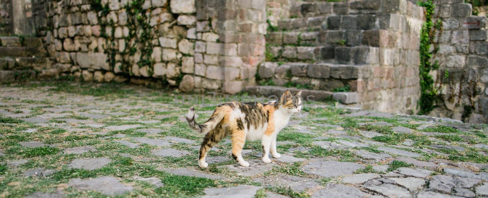 Banner homeless cat walking outdoor copy space. Calico cat or tricolor cat face in the detail shot. Tortoiseshell cat has three colors: white, black and orange. by Satura86