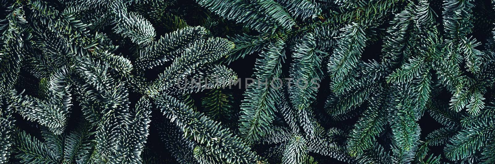 Christmas concept. Background with green fir branches. Dark photo. Flat lay, top view, copy space.