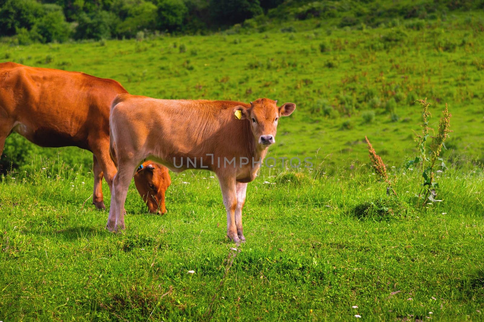 a herd of cows in a meadow in a beautiful mountain landscape. livestock grazing on green pasture.