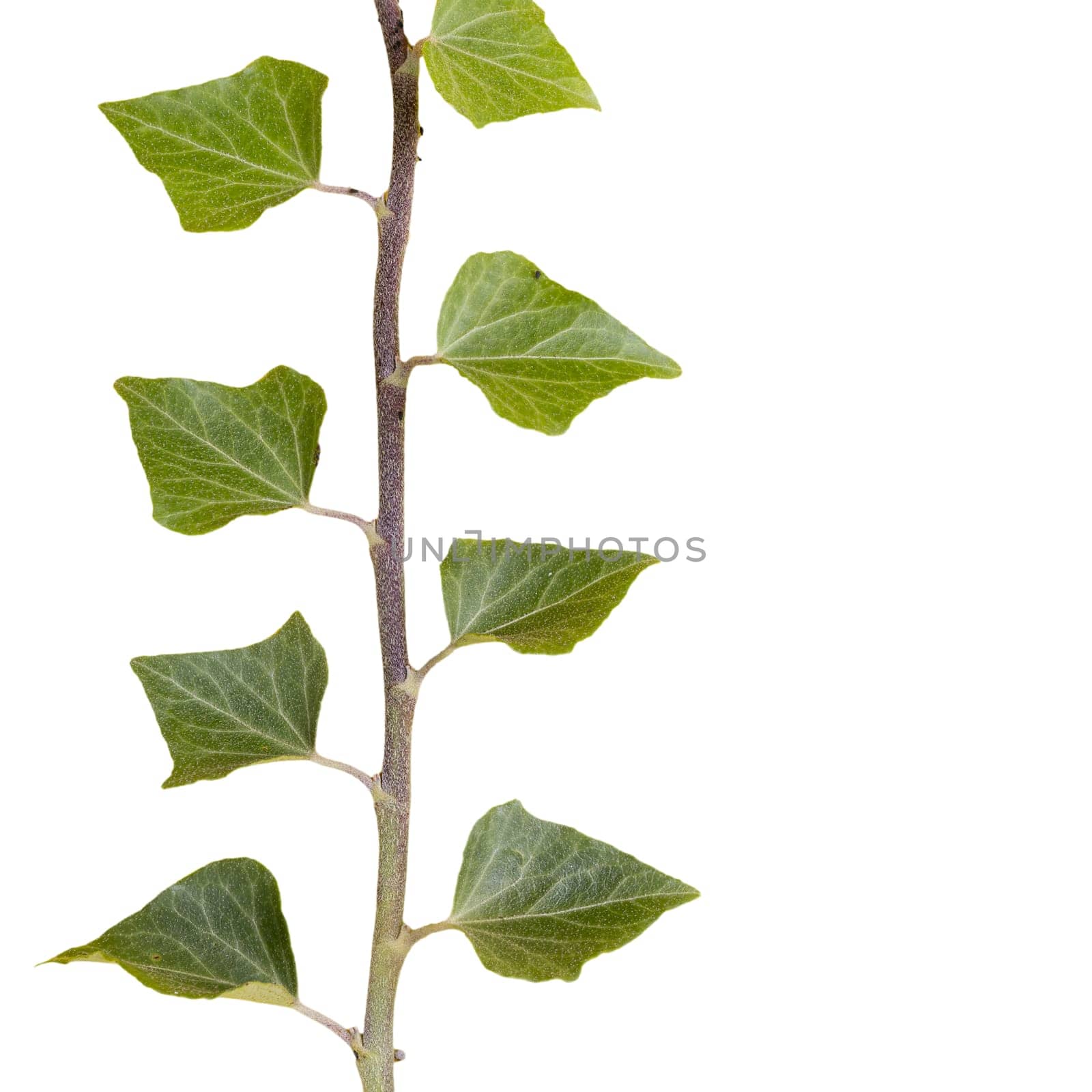 a sprig of ivy on a transparent surface