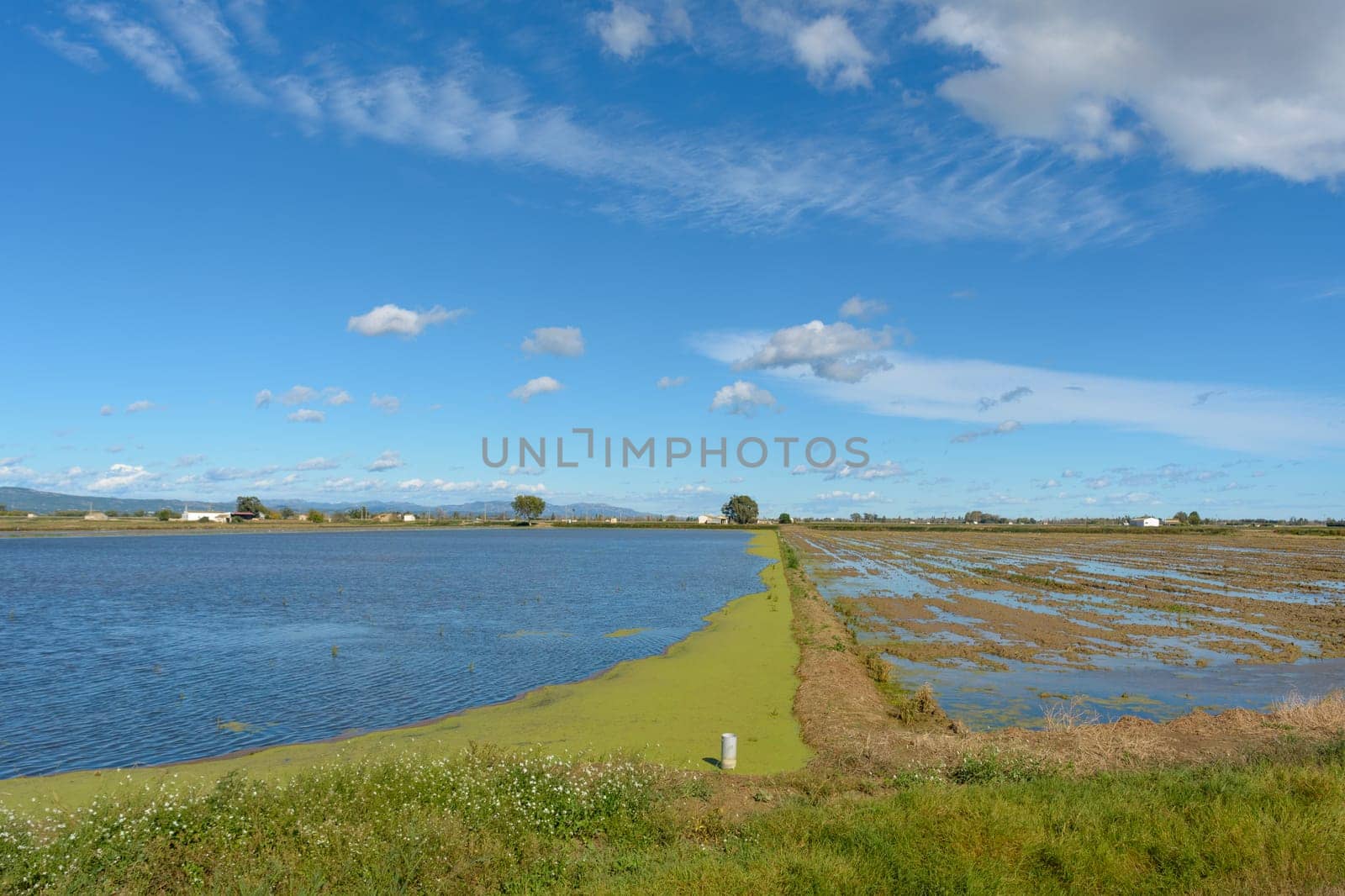 Calm rural landscape with a flooded field under a blue sky with fluffy clouds, ebro delta, tarragona, catalonia, spain by carlosviv