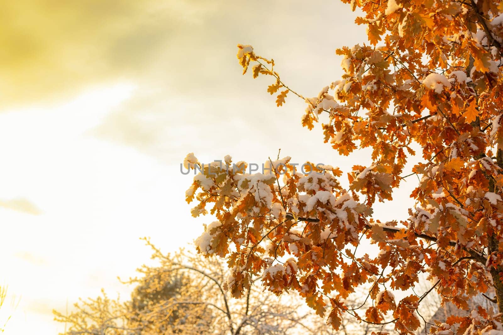 Dry oak leaves on a branch in the winter forest. Sunset illuminates dry oak leaves in the winter forest.
