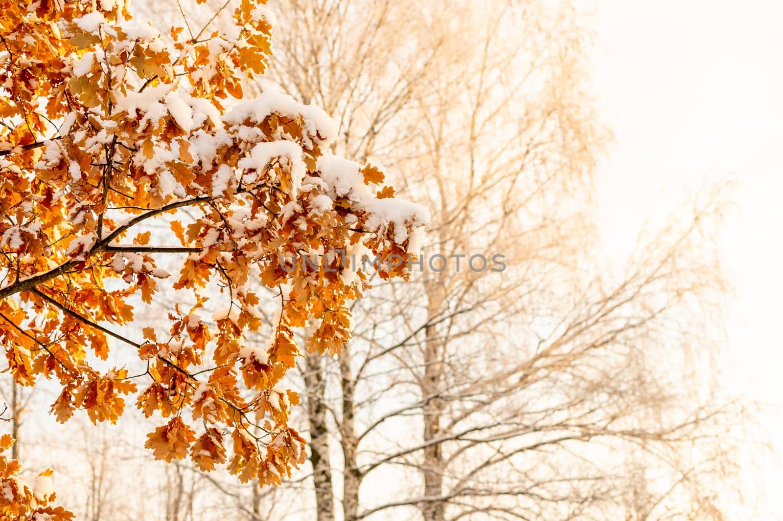 Dry oak leaves on a branch in the winter forest. Sunset illuminates dry oak leaves in the winter forest.Snow-covered branches.Colorful natural landscape. by YuliaYaspe1979