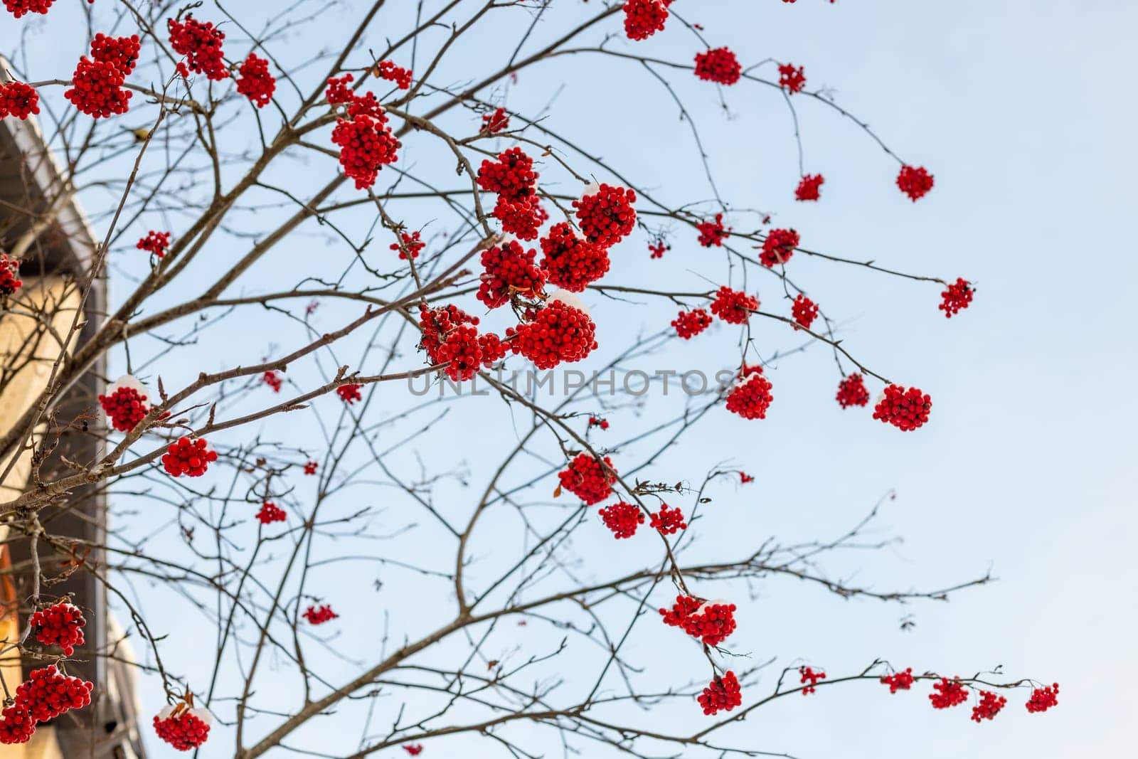 Close-up detail view of beautiful natural red rowan berries bunch snowcapped fresh snow against blue sky on cold winter day. Nature christmas forest decorative ashberry tree background