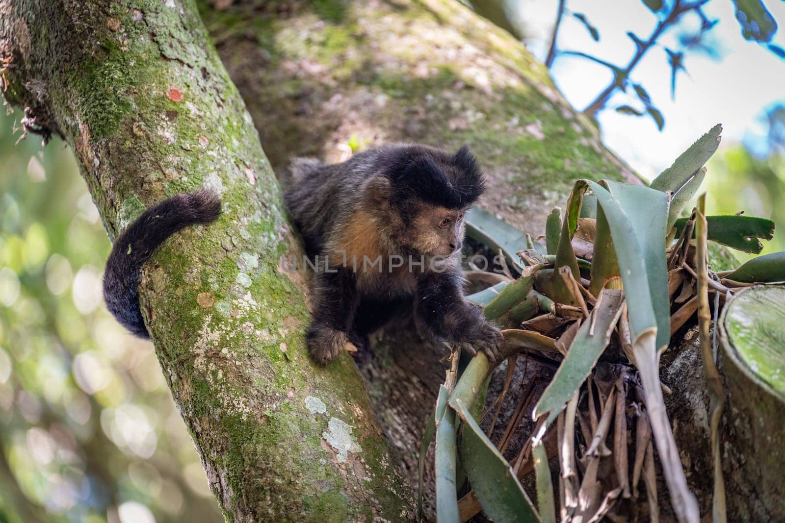 Capuchin monkey skillfully moves through tree branches.