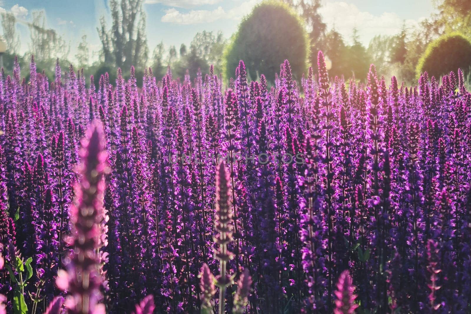 Scenic field with wild sage during summer bloom.