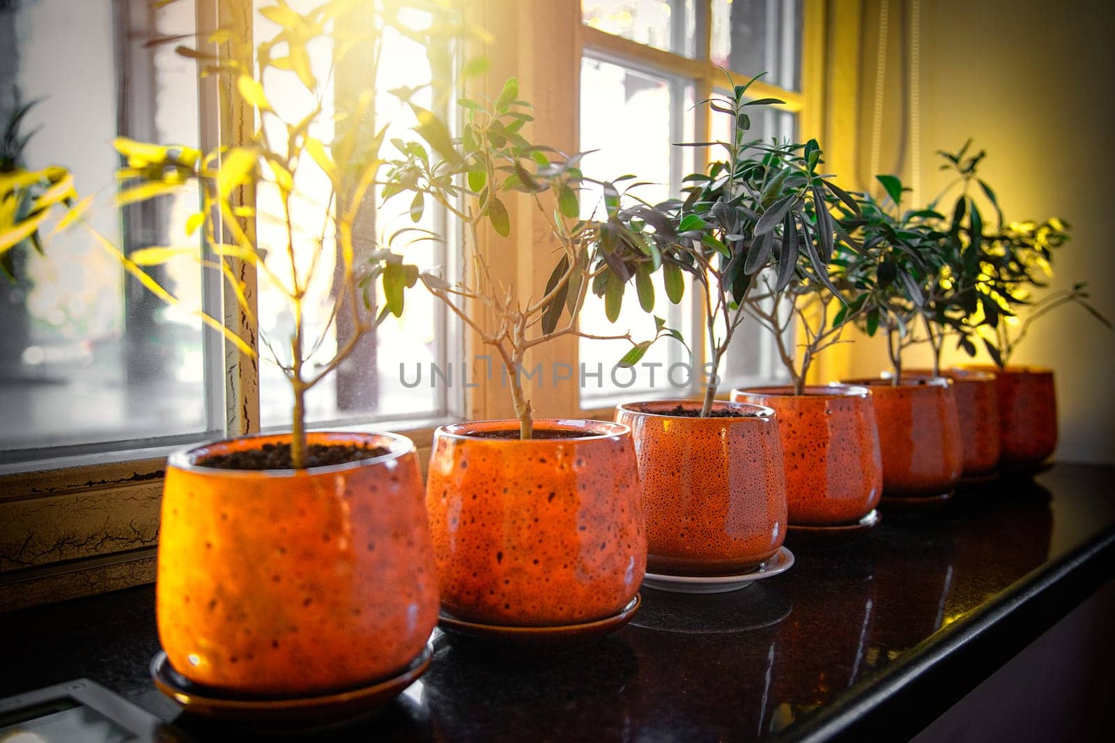 Indoor plants in brown ceramic pots stand on the windowsill.
