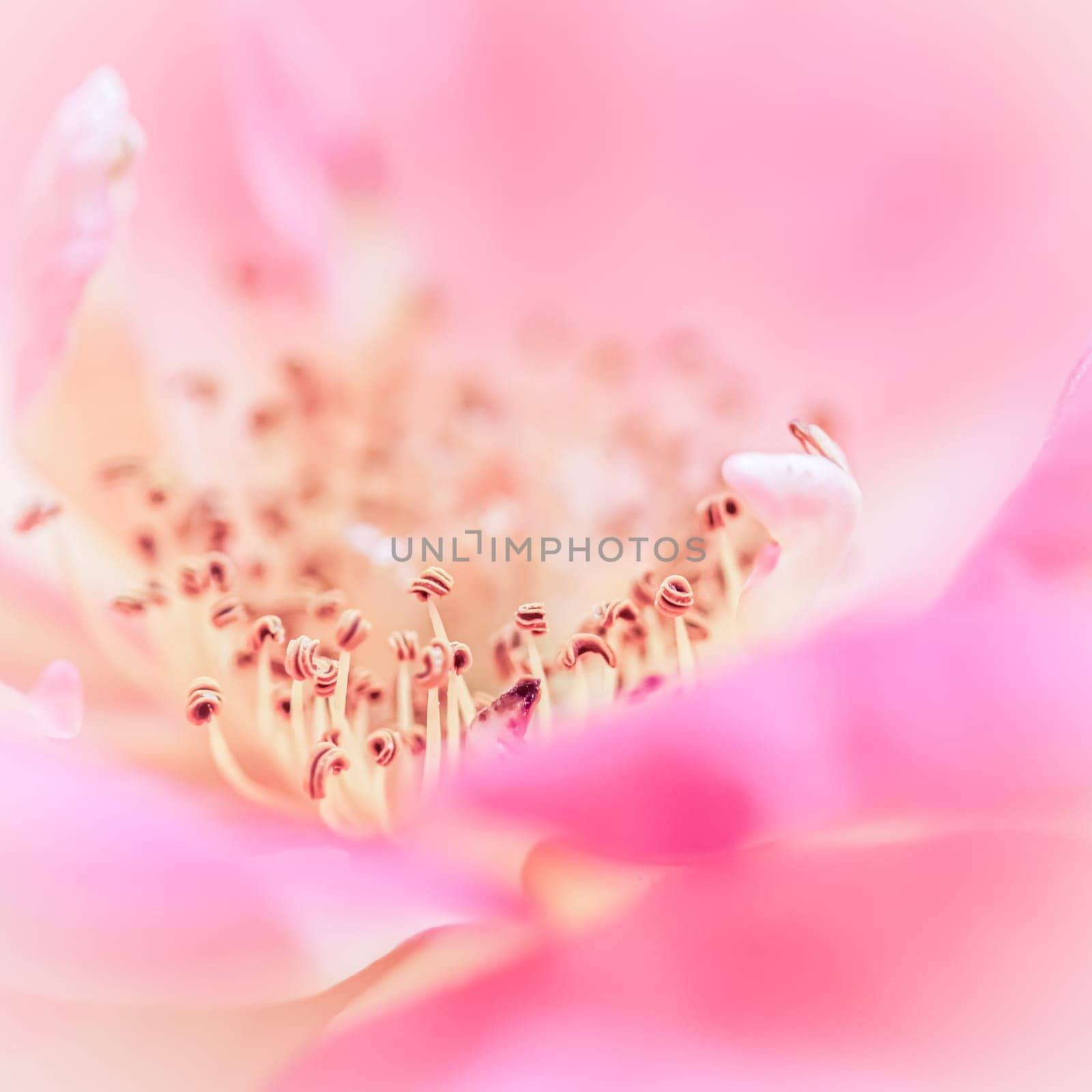 Pink rose petals. Soft focus. Macro flowers background for holiday brand design.