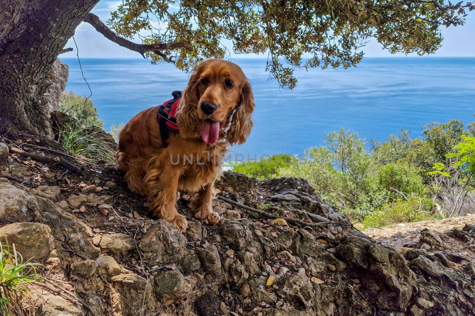 hiking portofino san fruttuoso trail by the sea landscape by AndreaIzzotti