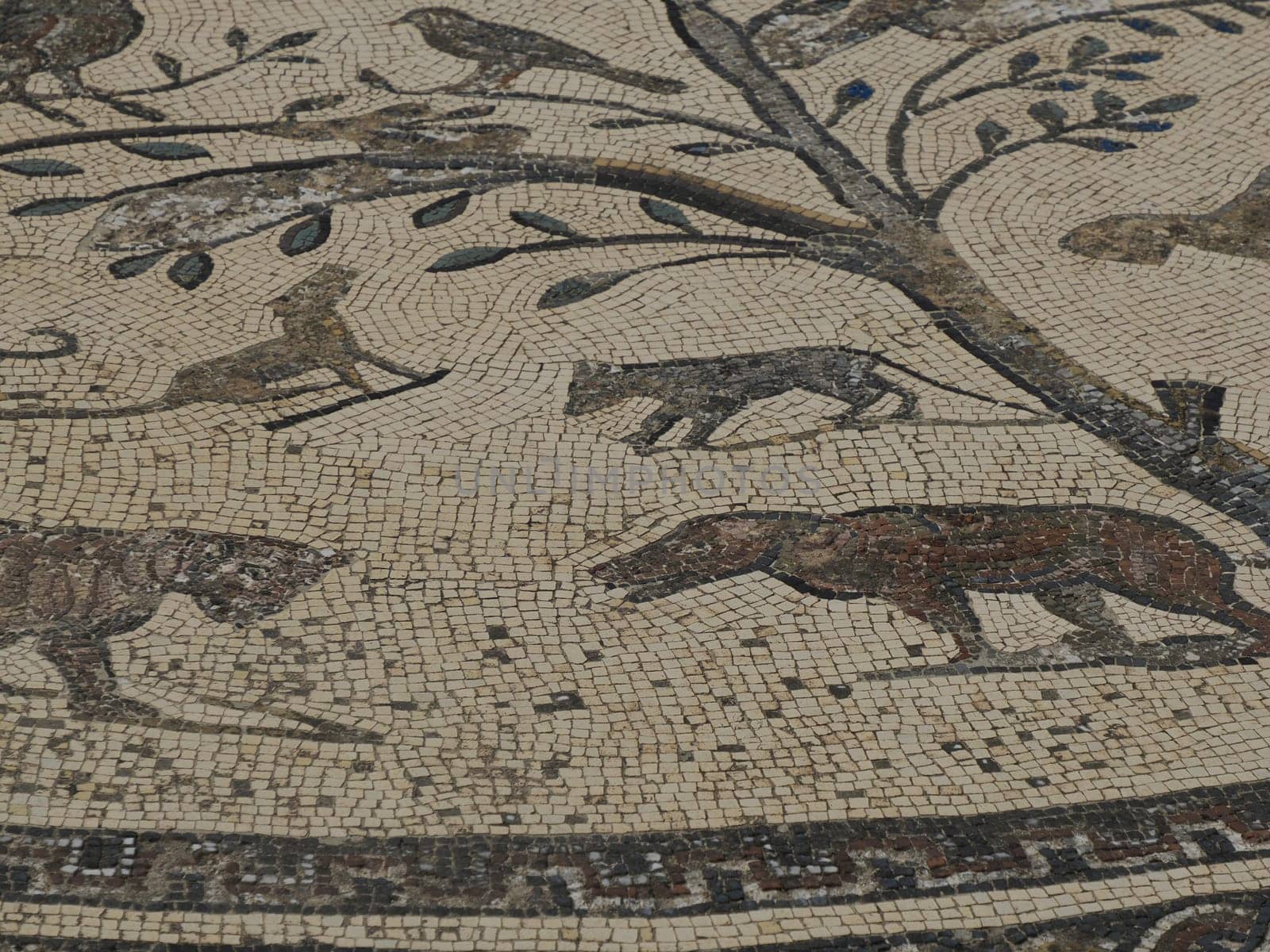 Mosaic of Volubilis Roman ruins in Morocco- Best-preserved Roman ruins located between the Imperial Cities of Fez and Meknes on a fertile plain surrounded by wheat fields.