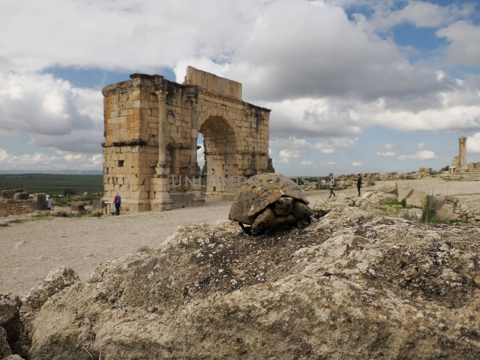 turtle ay Volubilis Roman ruins in Morocco- Best-preserved Roman ruins located between the Imperial Cities of Fez and Meknes on a fertile plain surrounded by wheat fields.