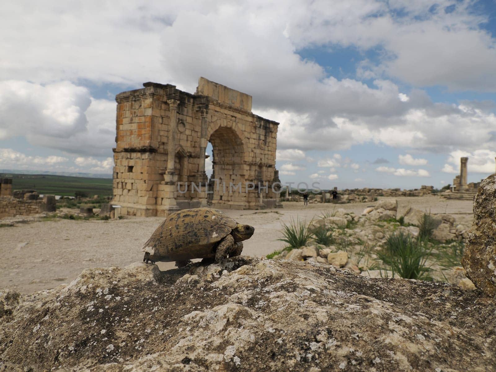 turtle ay Volubilis Roman ruins in Morocco- Best-preserved Roman ruins located between the Imperial Cities of Fez and Meknes on a fertile plain surrounded by wheat fields.