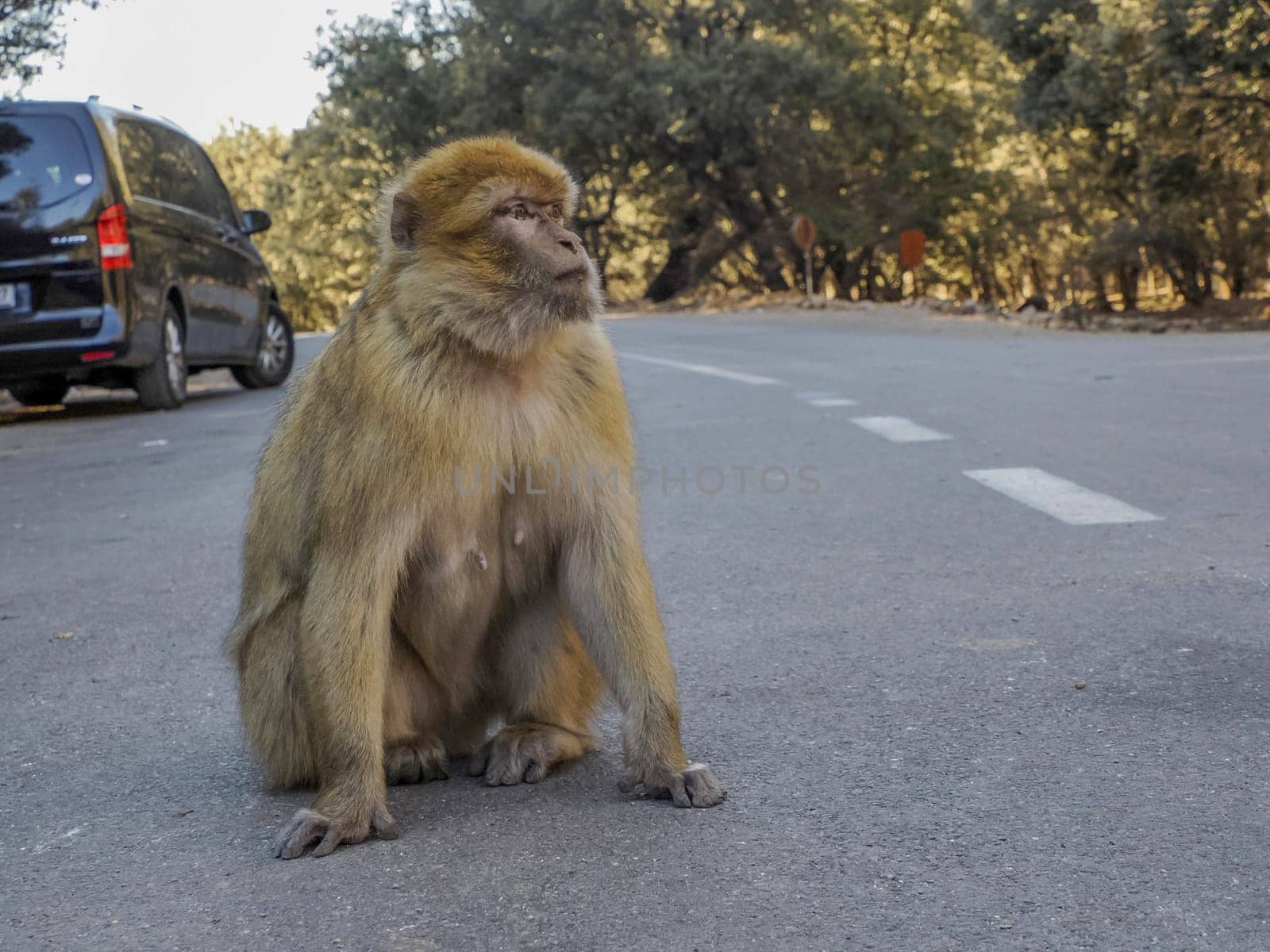 Monkey Barbary macaque, Ifrane national park, Morocco. by AndreaIzzotti